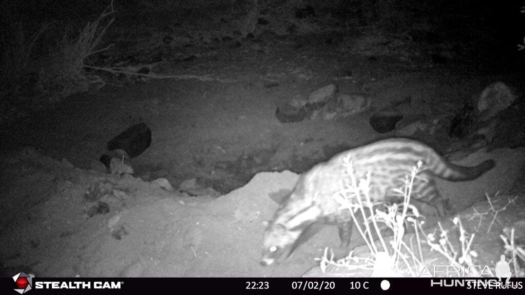 Zambia Trail Cam Pictures Civet