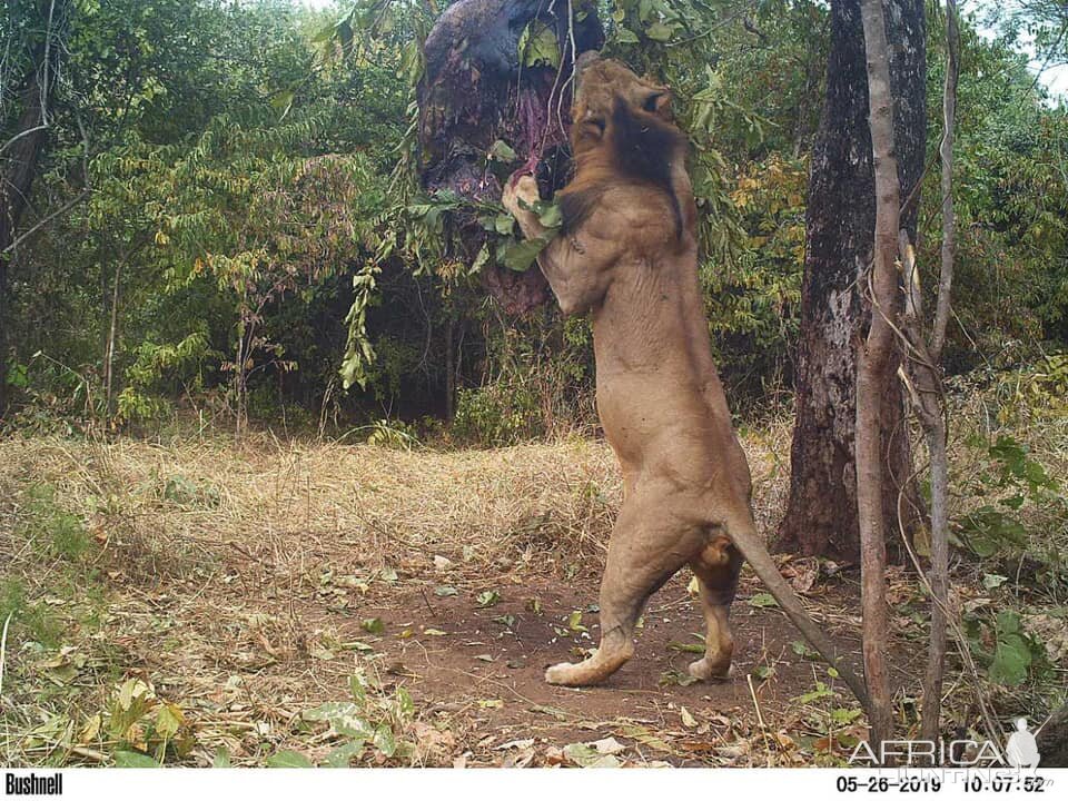 Zambia Trail Cam Pictures Lion