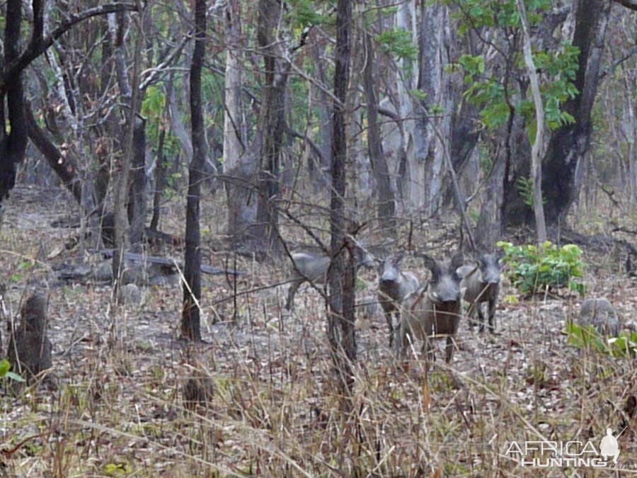 Zambia Warthog Wildlife