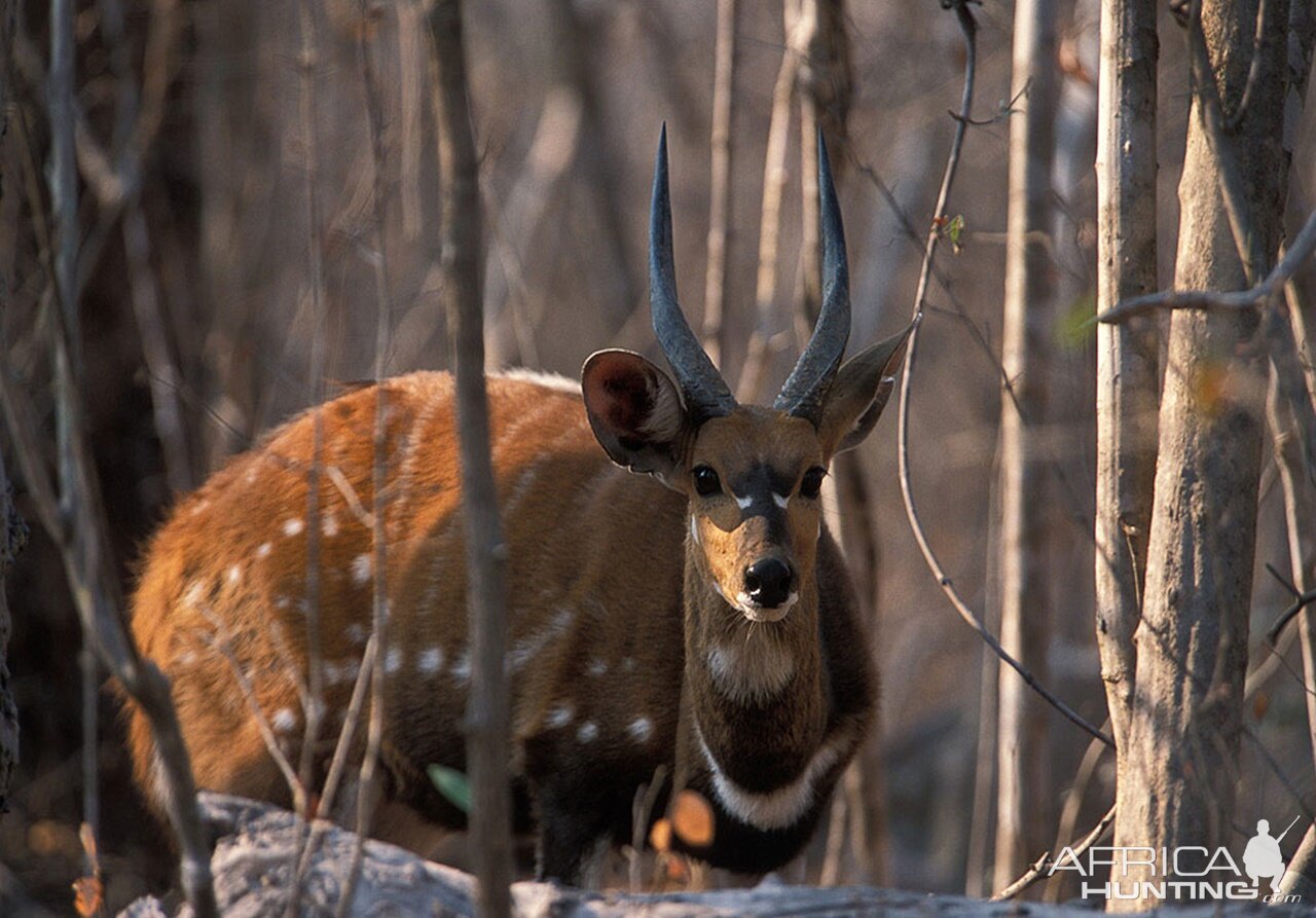 Zambia Wildlife Bushbuck