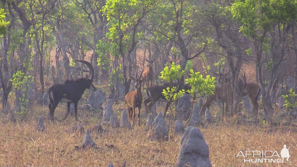 Zambia Wildlife Sable Antelope