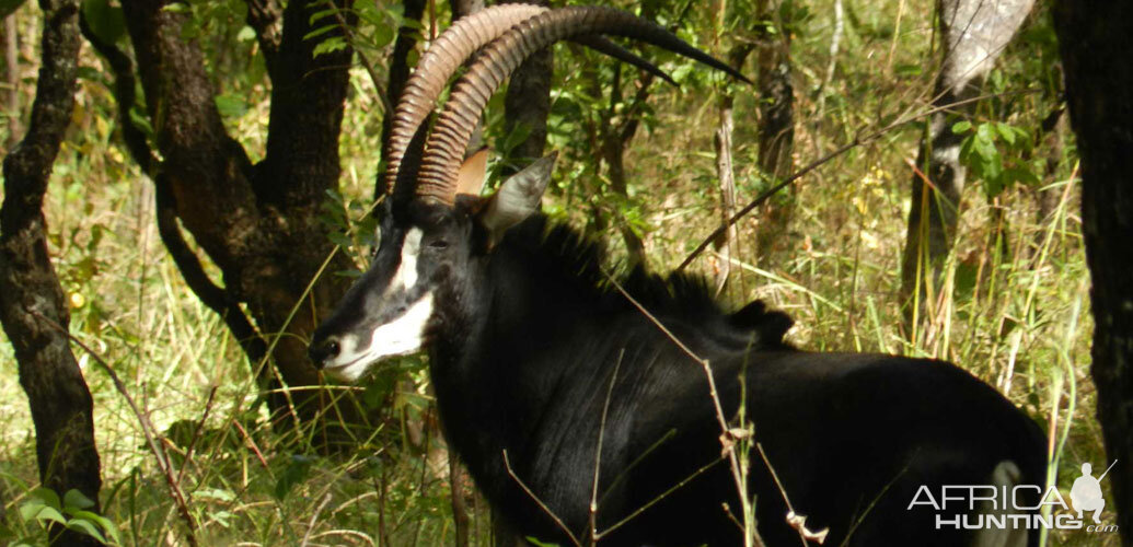 Zambia Wildlife Sable Antelope