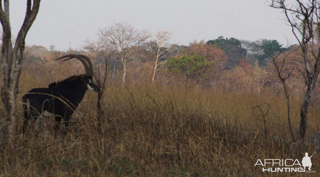 Zambia Wildlife Sable Antelope