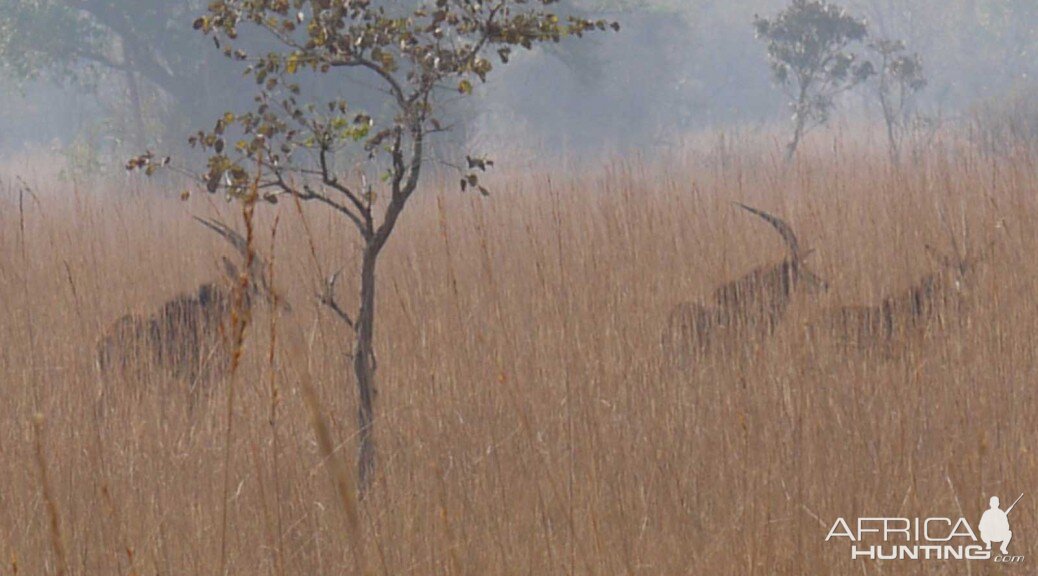 Zambia Wildlife Sable Antelope