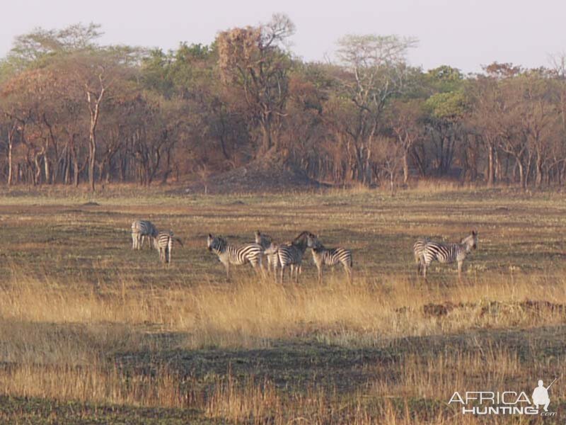 Zambia Wildlife Zebra