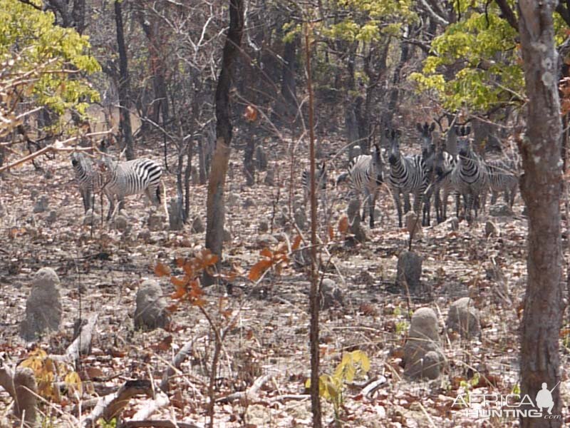 Zambia Wildlife Zebra