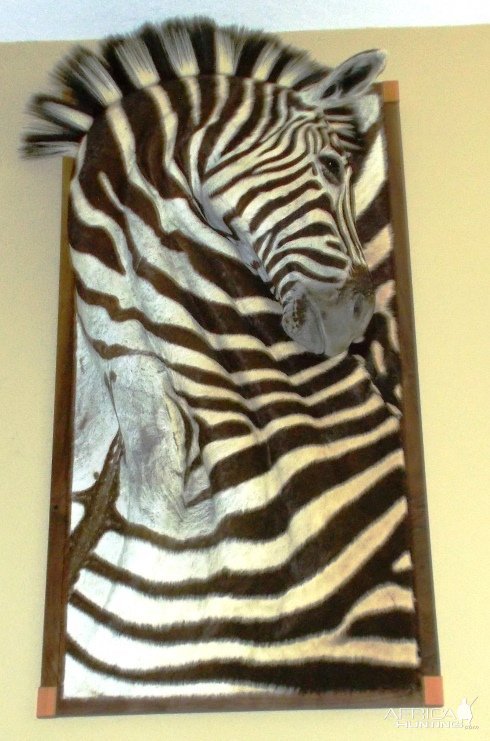 Zebra 3D Wall Mount Taxidermy