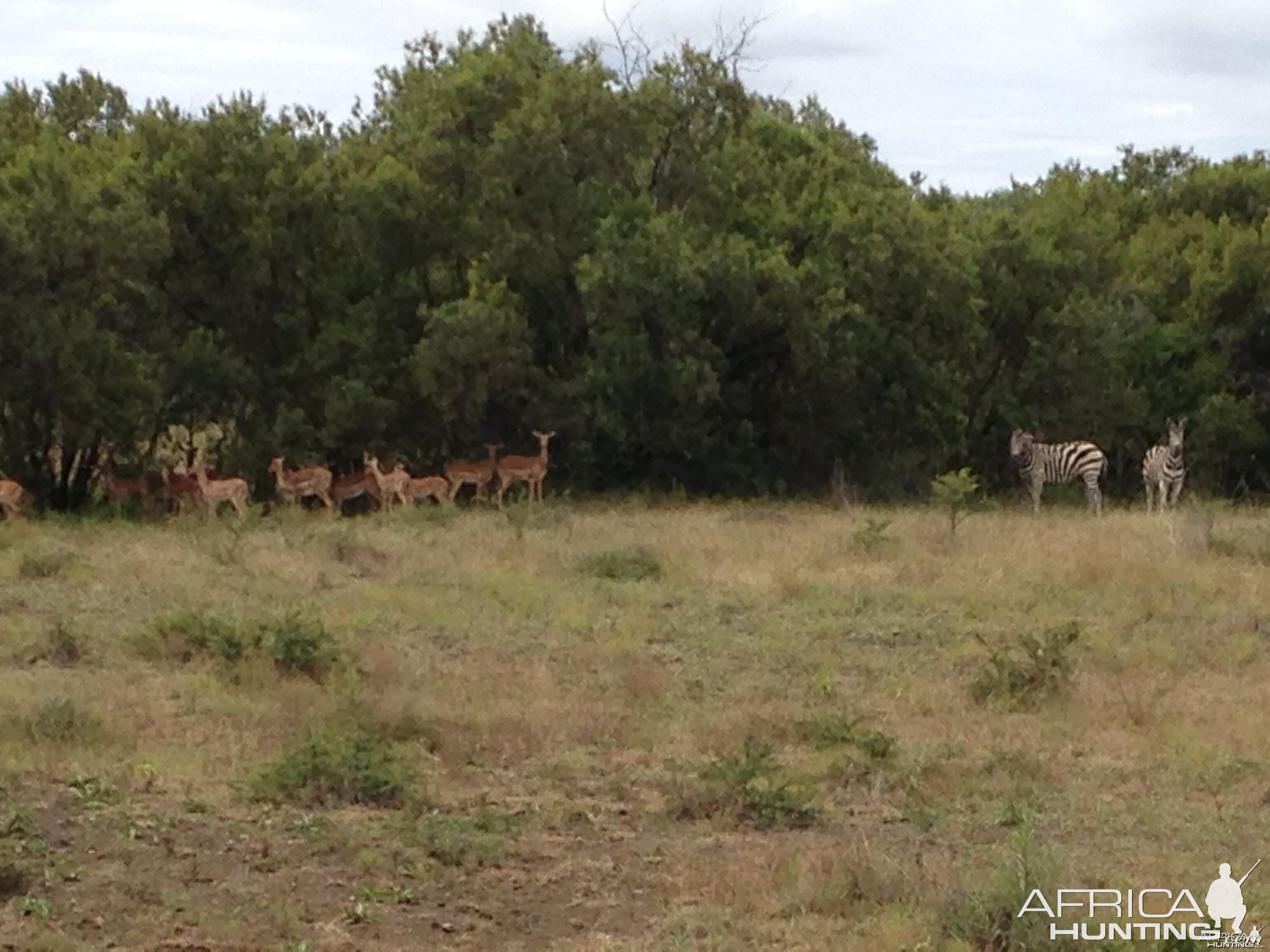 Zebra and Impala