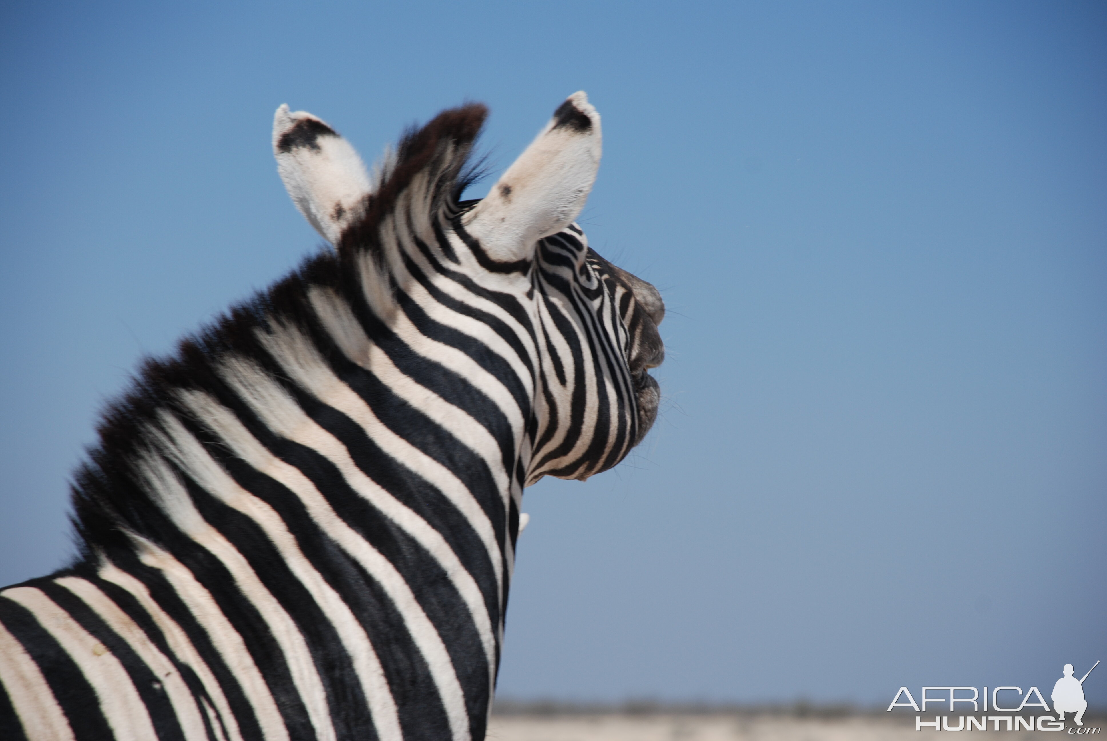 Zebra at Etosha Namibia