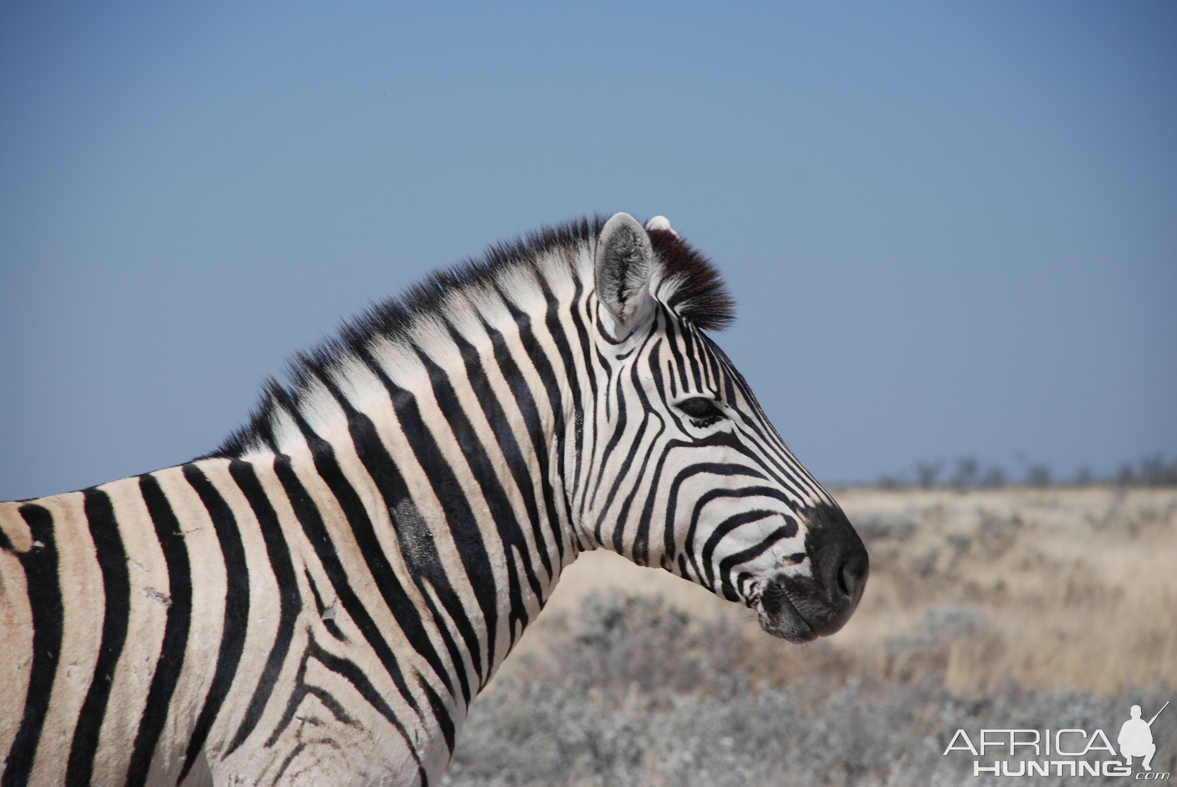 Zebra at Etosha Namibia