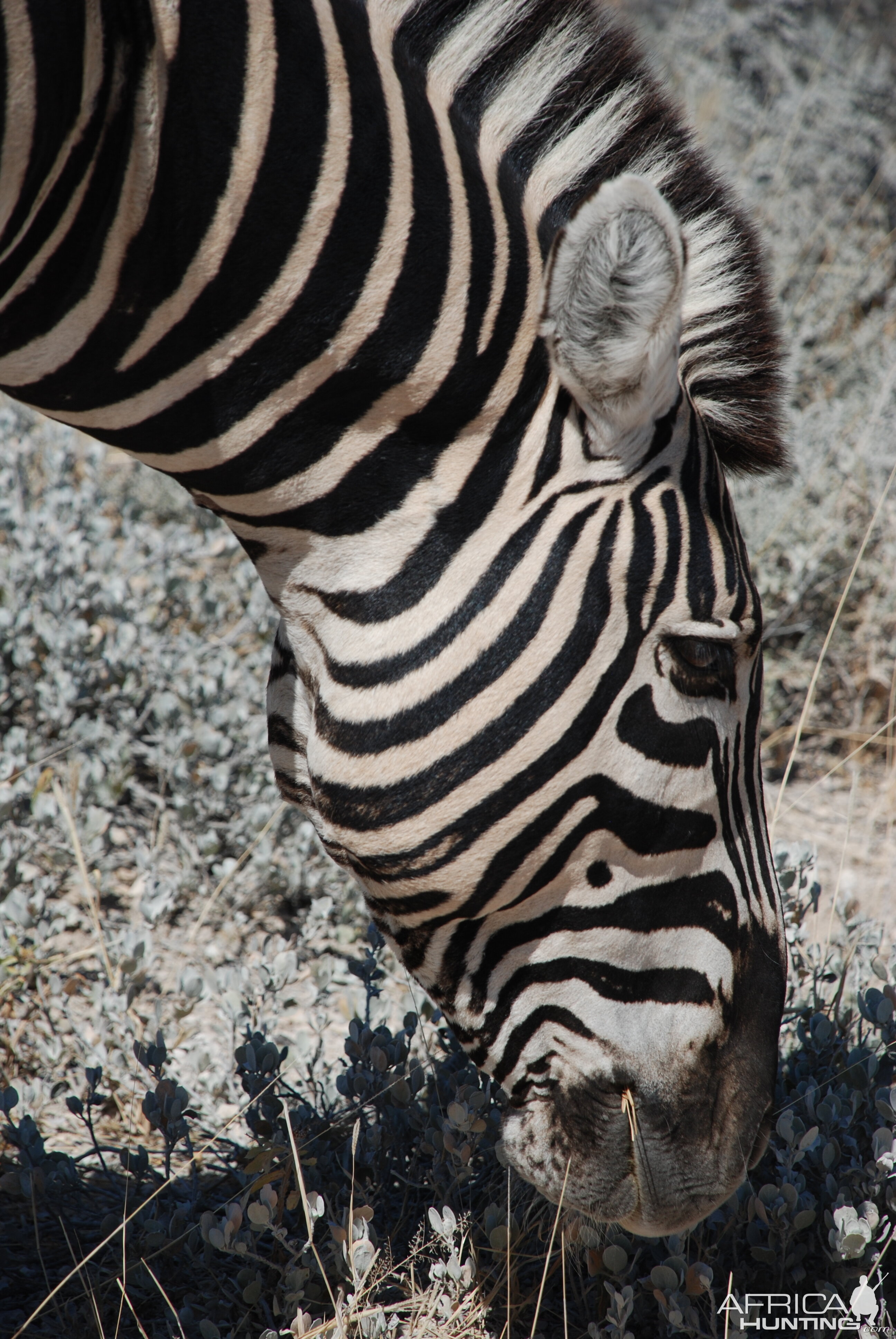 Zebra at Etosha, Namibia