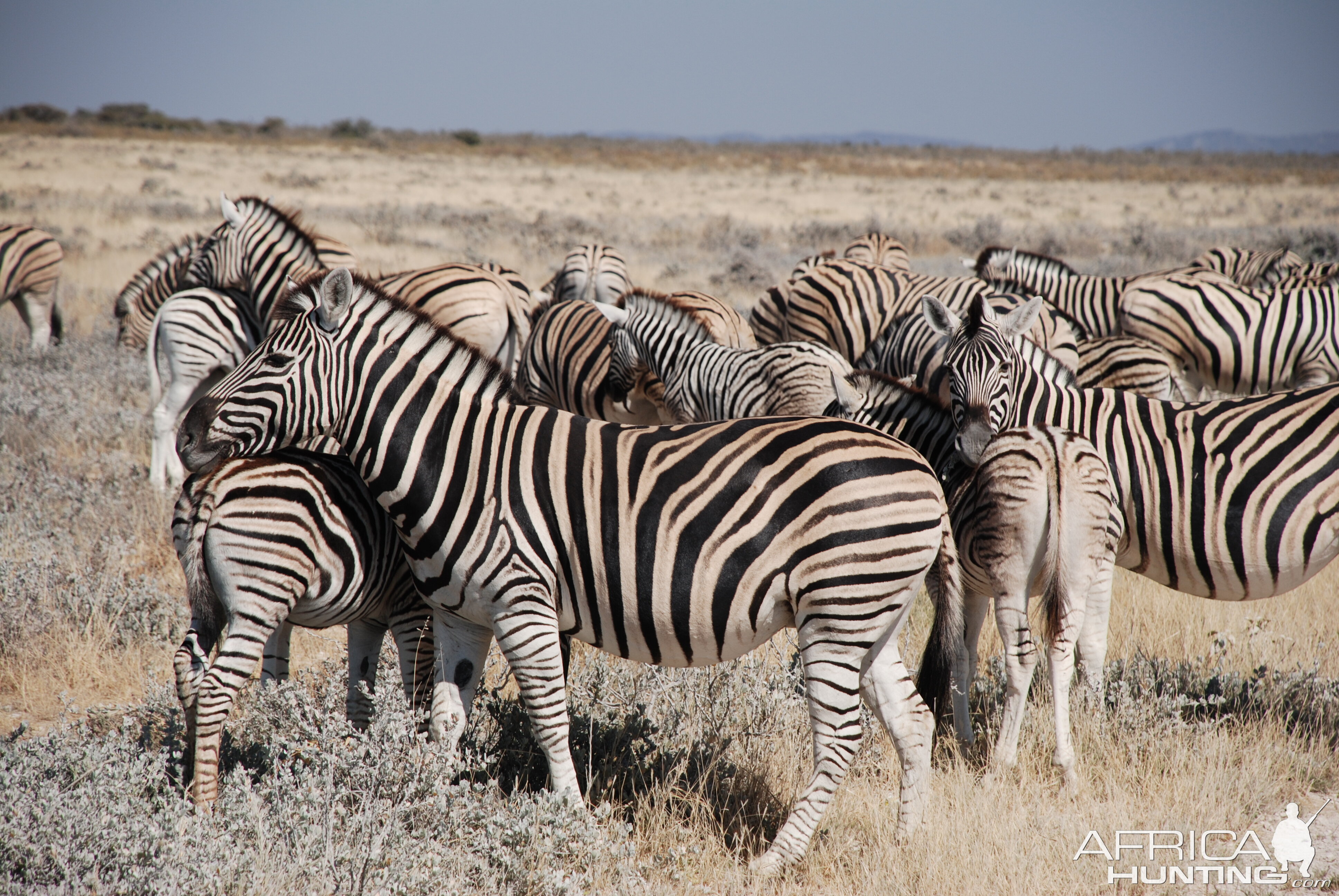 Zebra at Etosha, Namibia