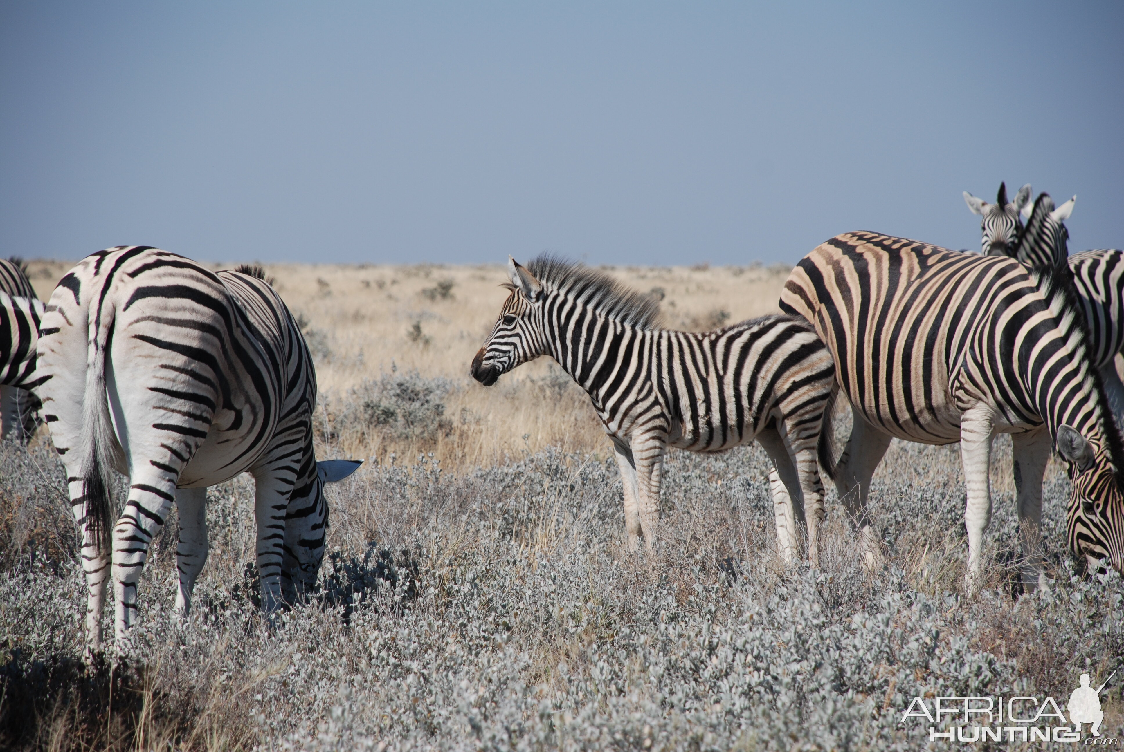 Zebra at Etosha, Namibia