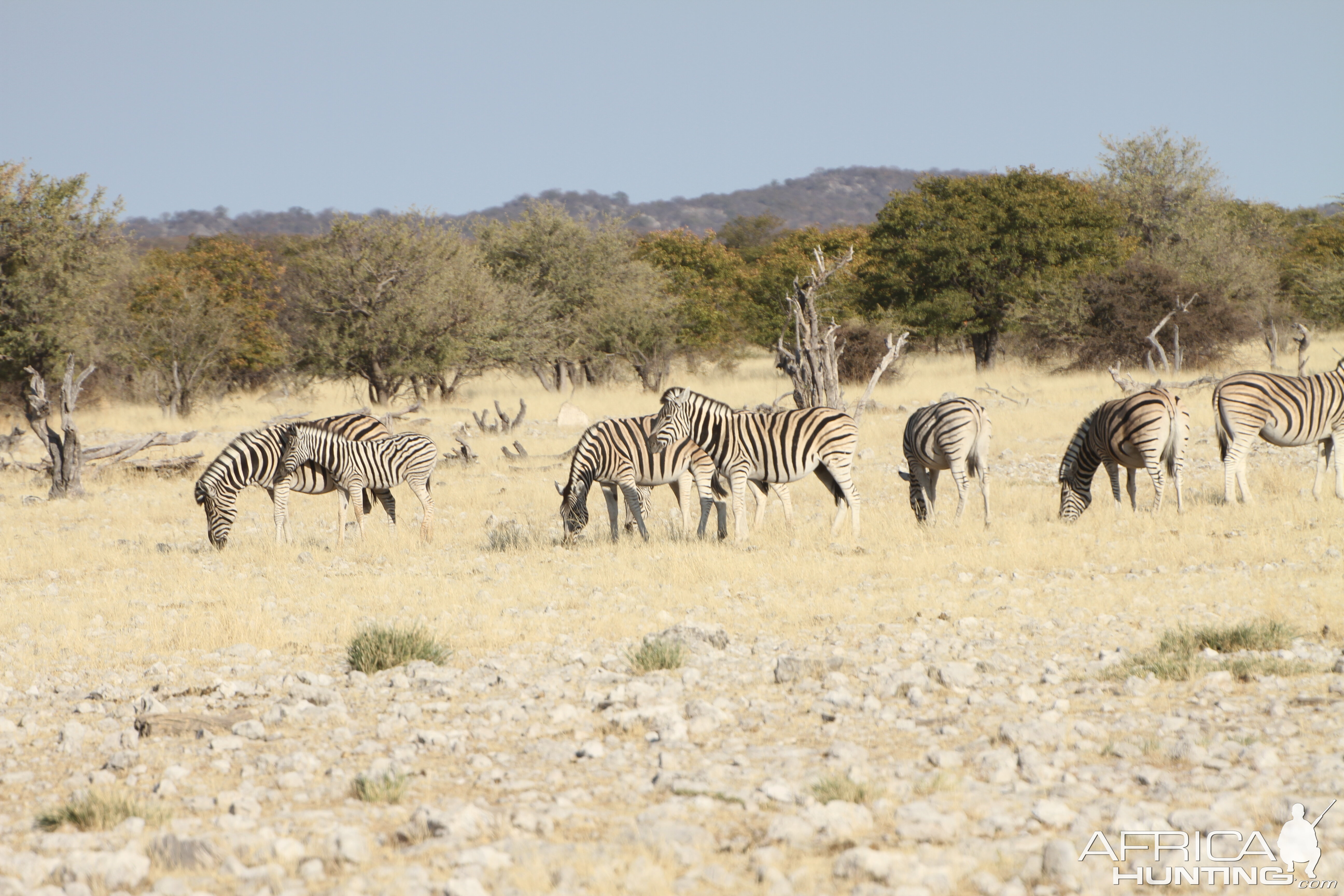 Zebra at Etosha National Park