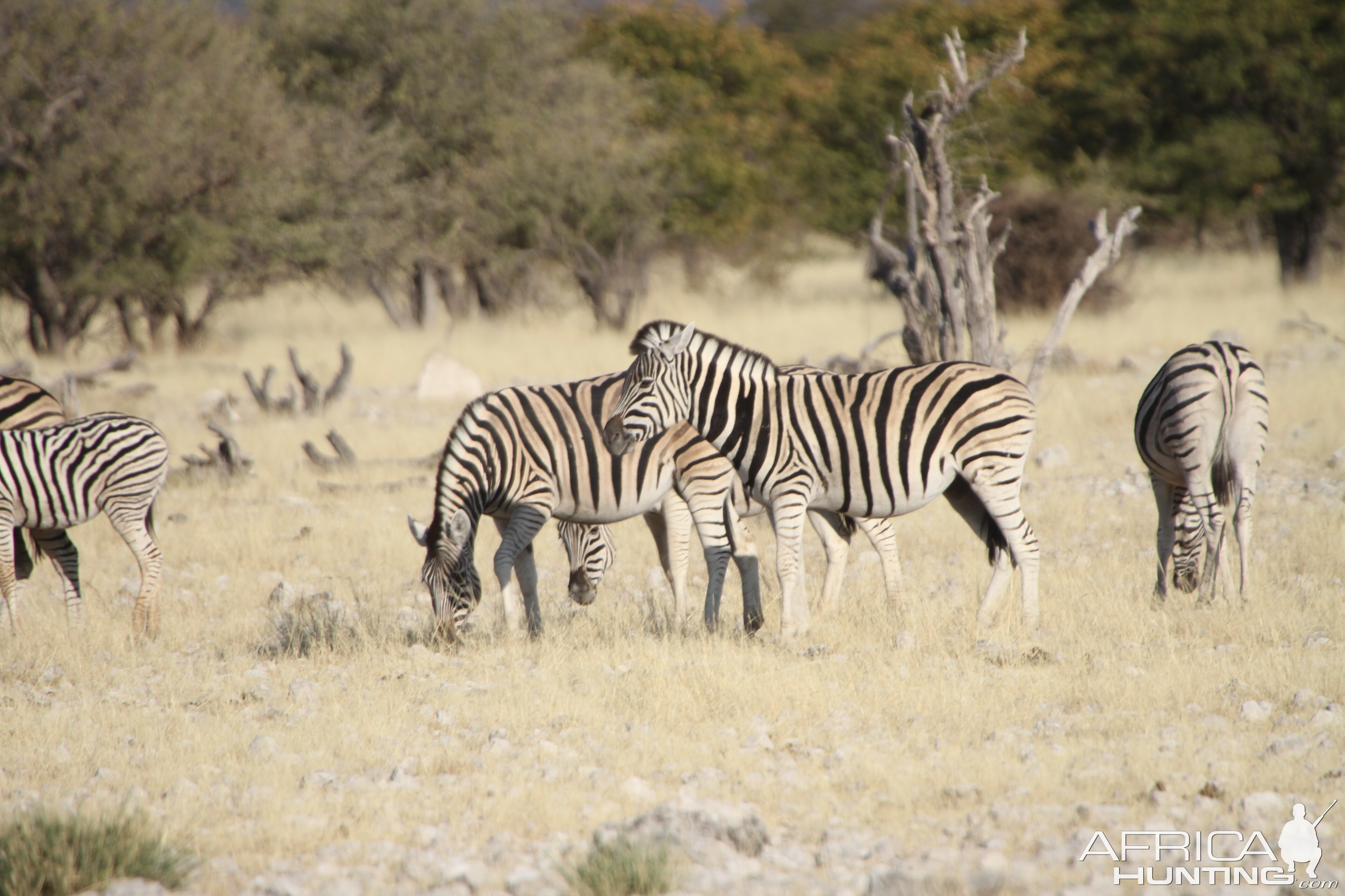 Zebra at Etosha National Park