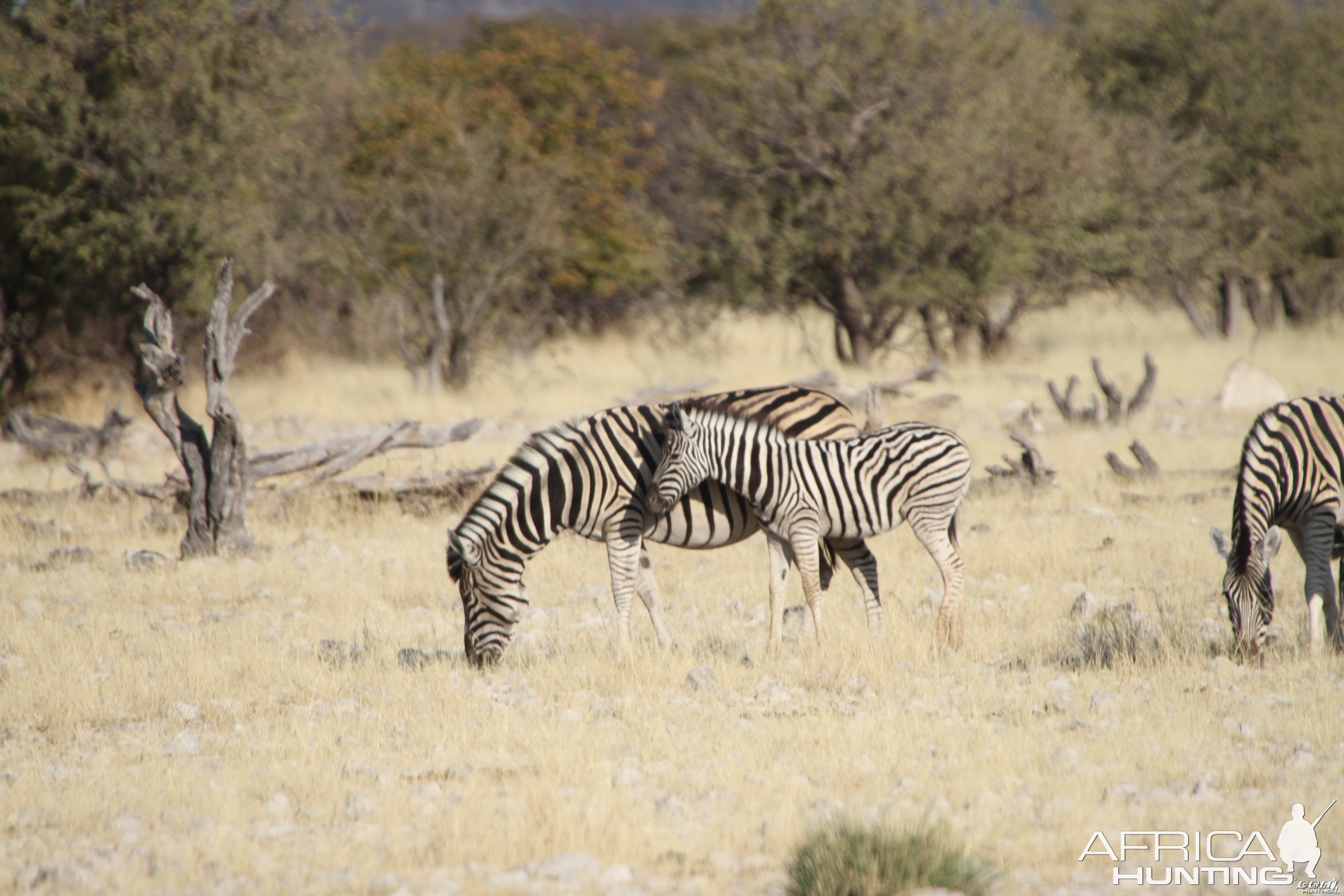 Zebra at Etosha National Park