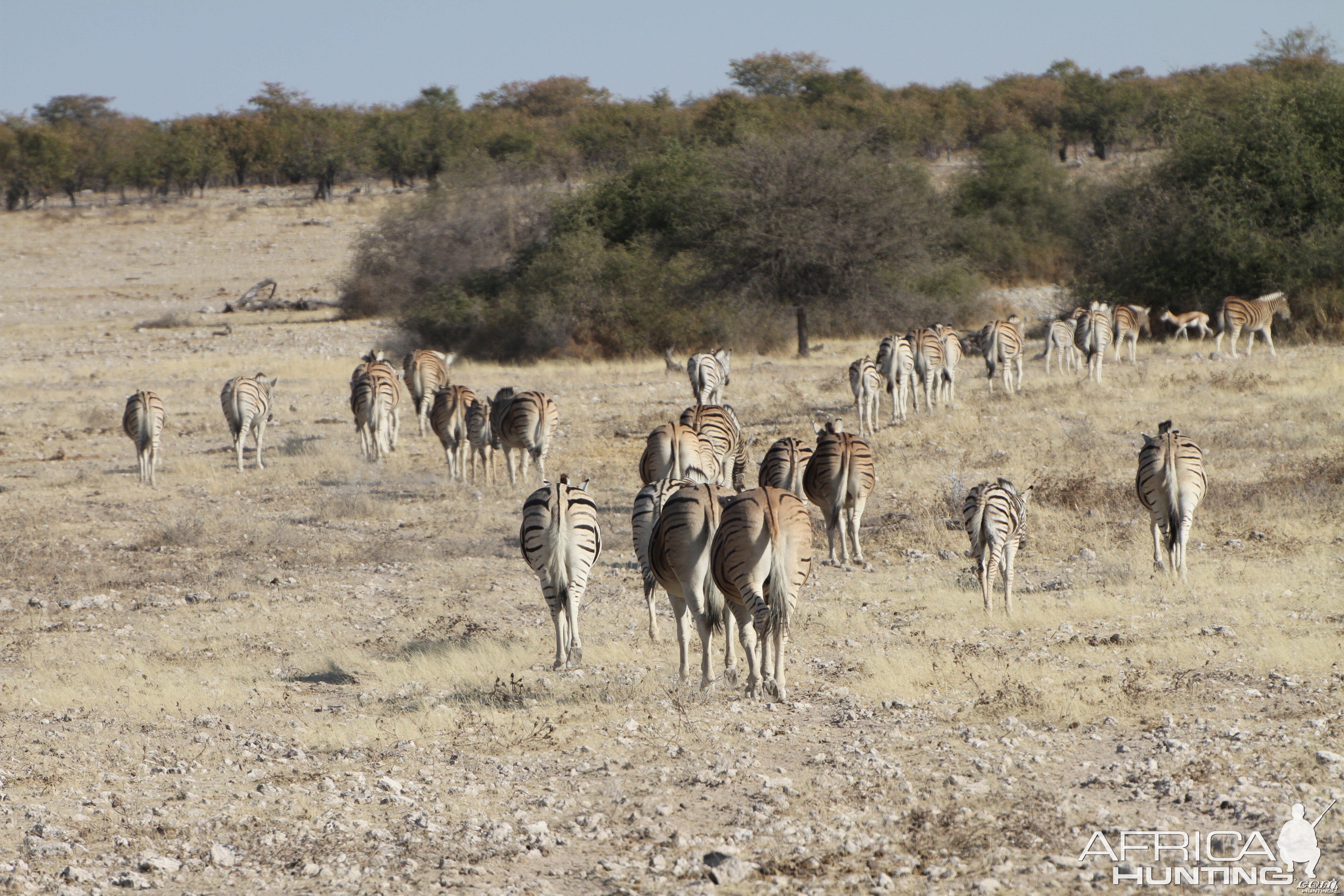 Zebra at Etosha National Park