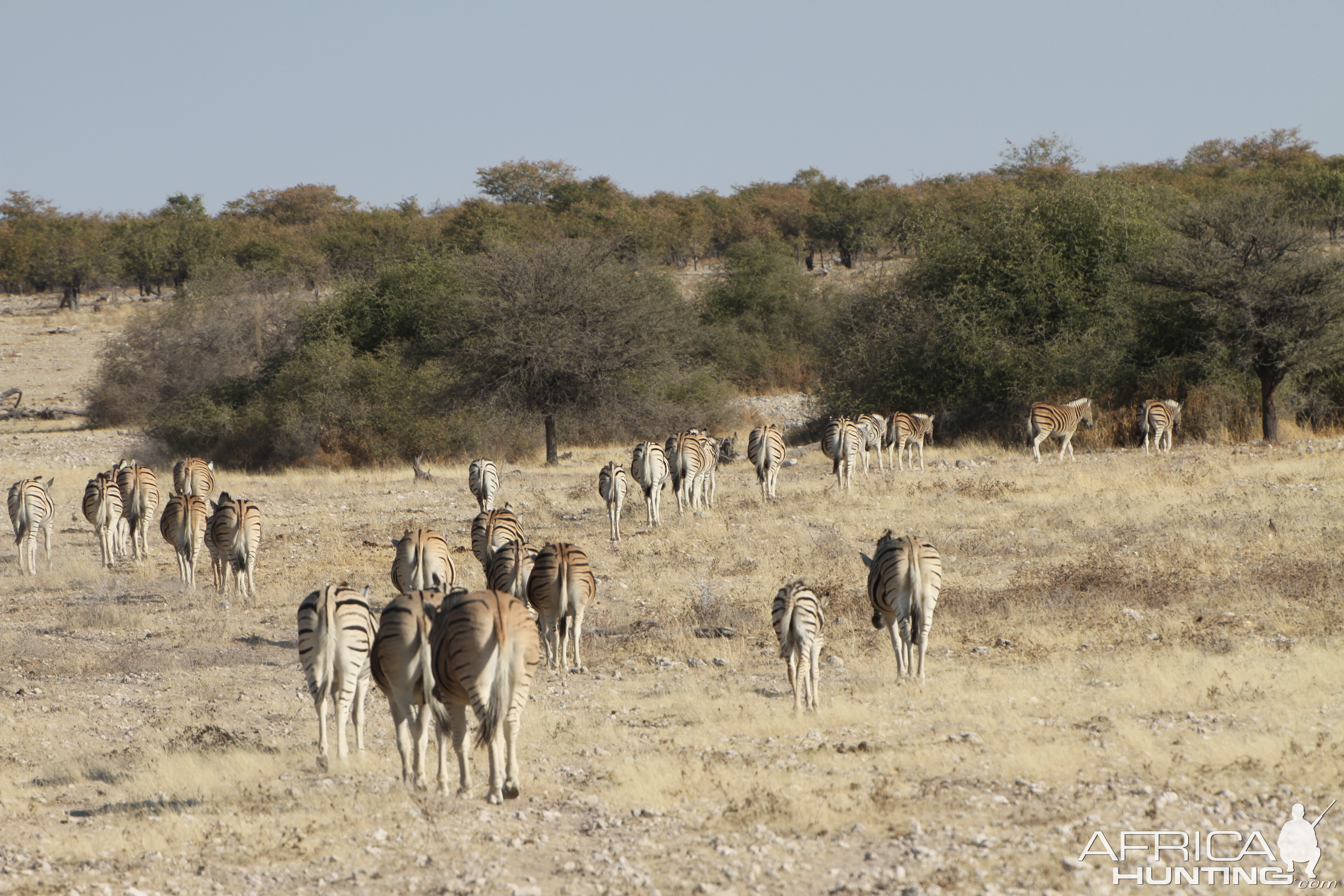 Zebra at Etosha National Park