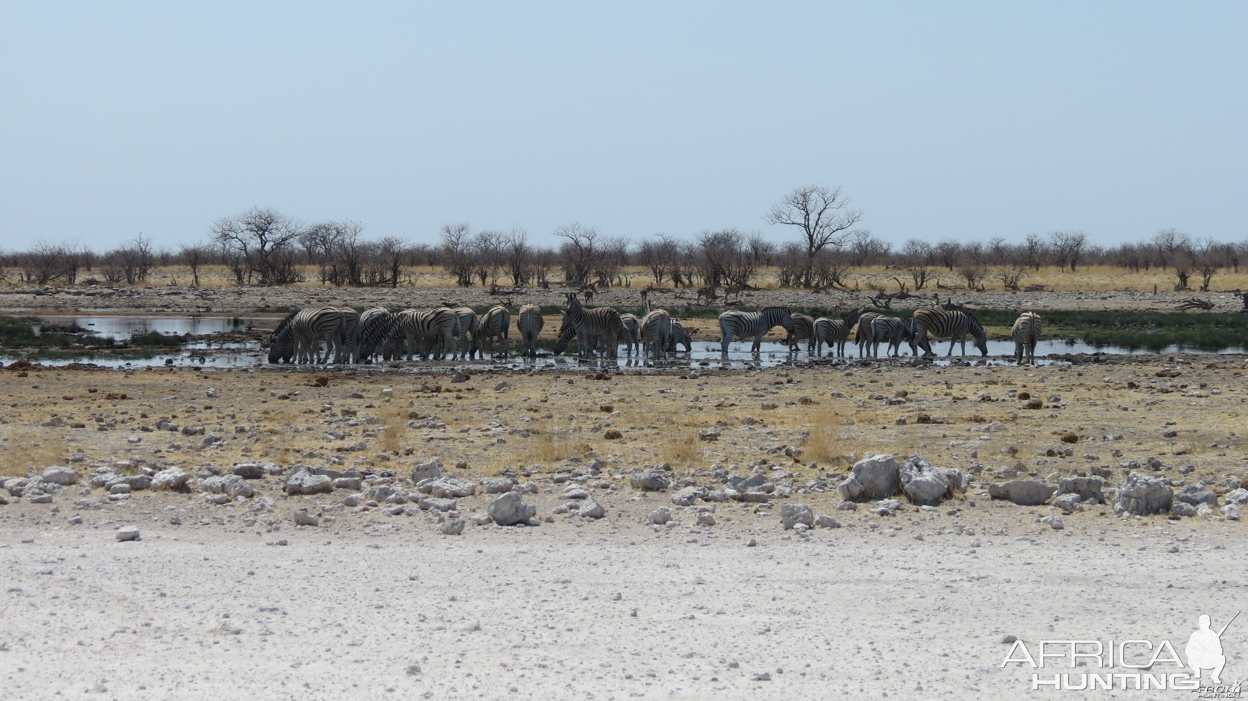 Zebra at Etosha National Park