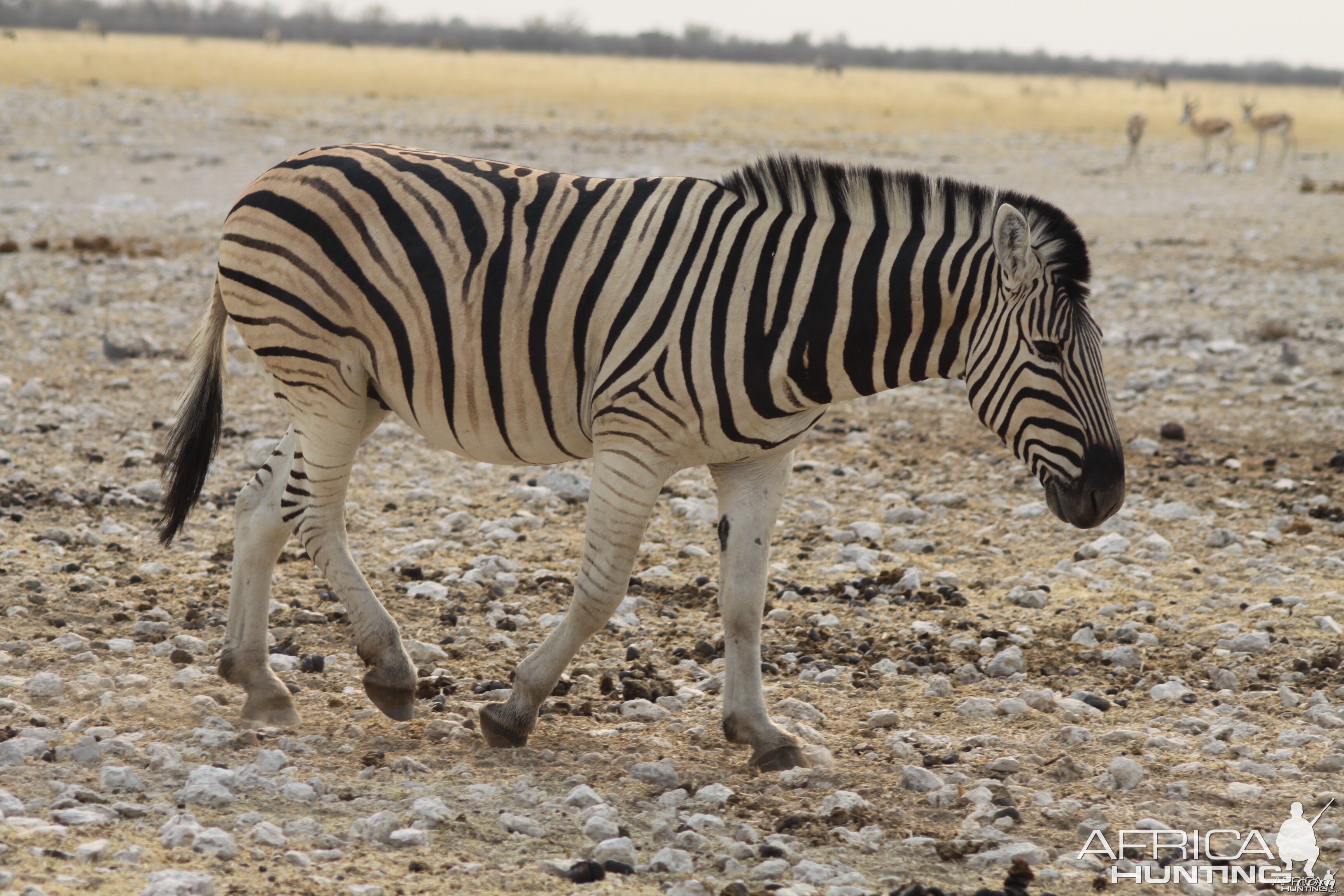 Zebra at Etosha National Park