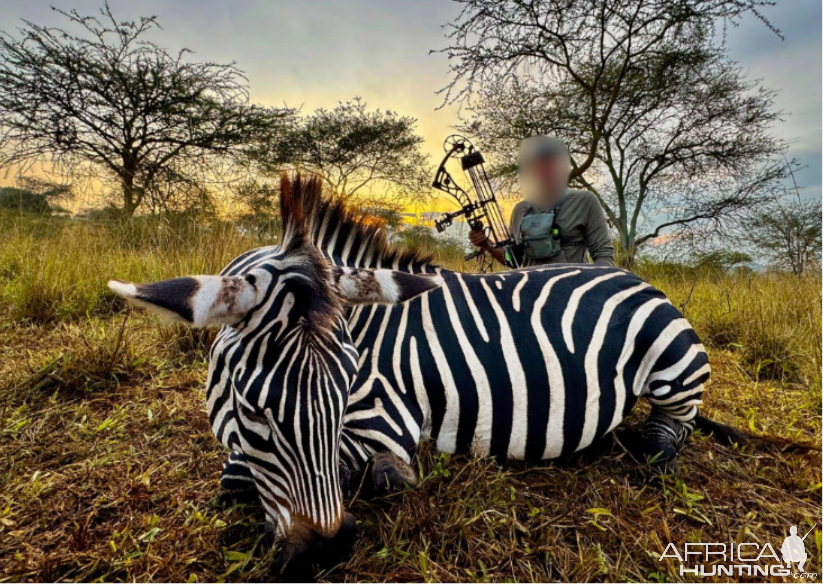 Zebra Bow Hunt