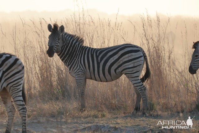 Zebra Caprivi Namibia