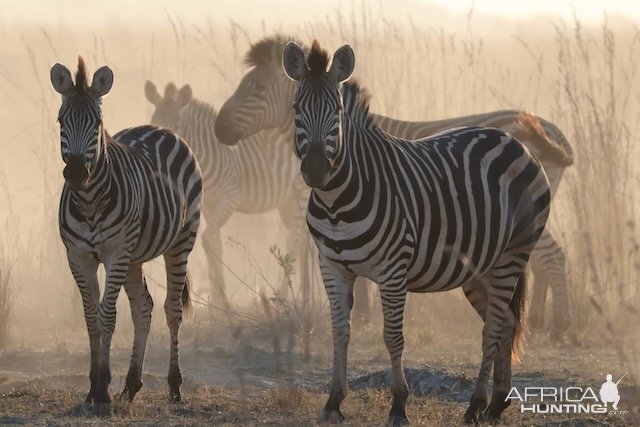 Zebra Caprivi Namibia