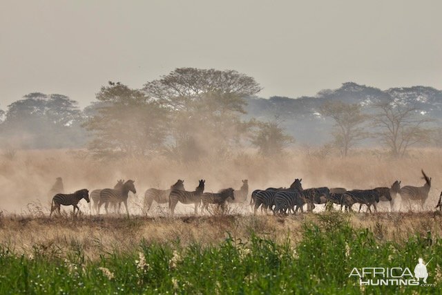 Zebra Caprivi Namibia