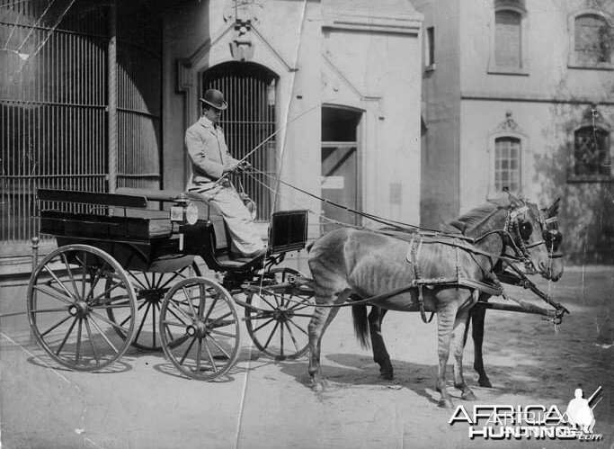 Zebra drawn carriage