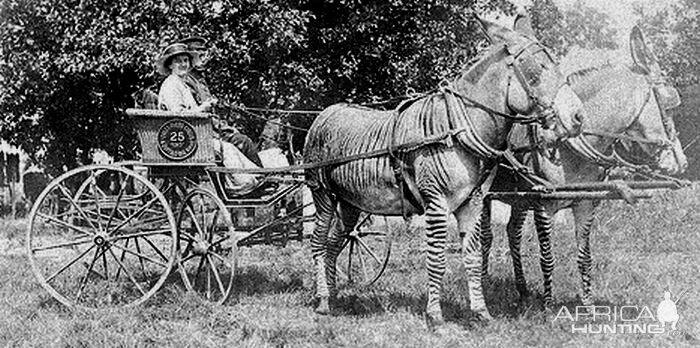 Zebra drawn carriage