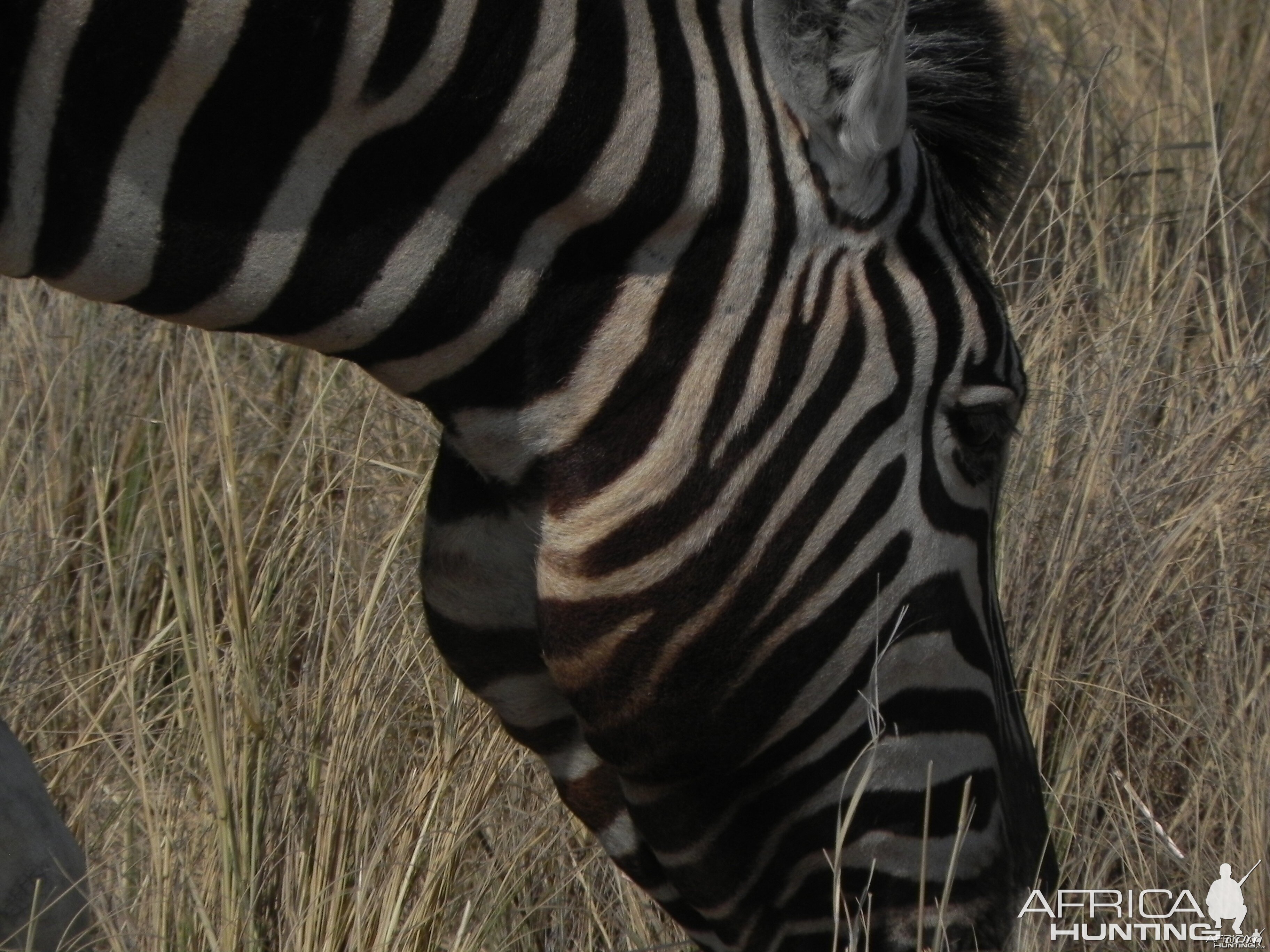 Zebra Etosha Namibia