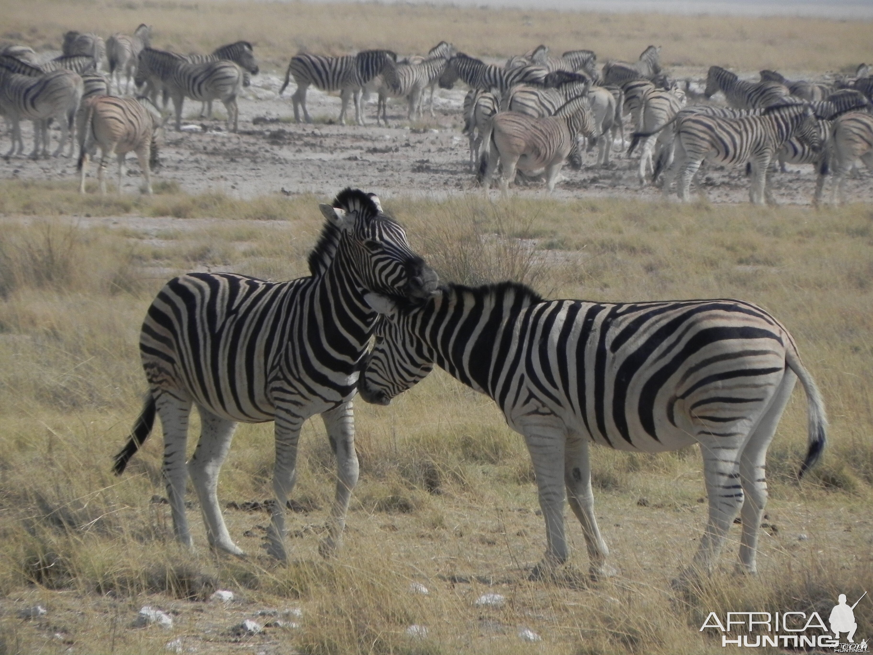 Zebra Etosha Namibia