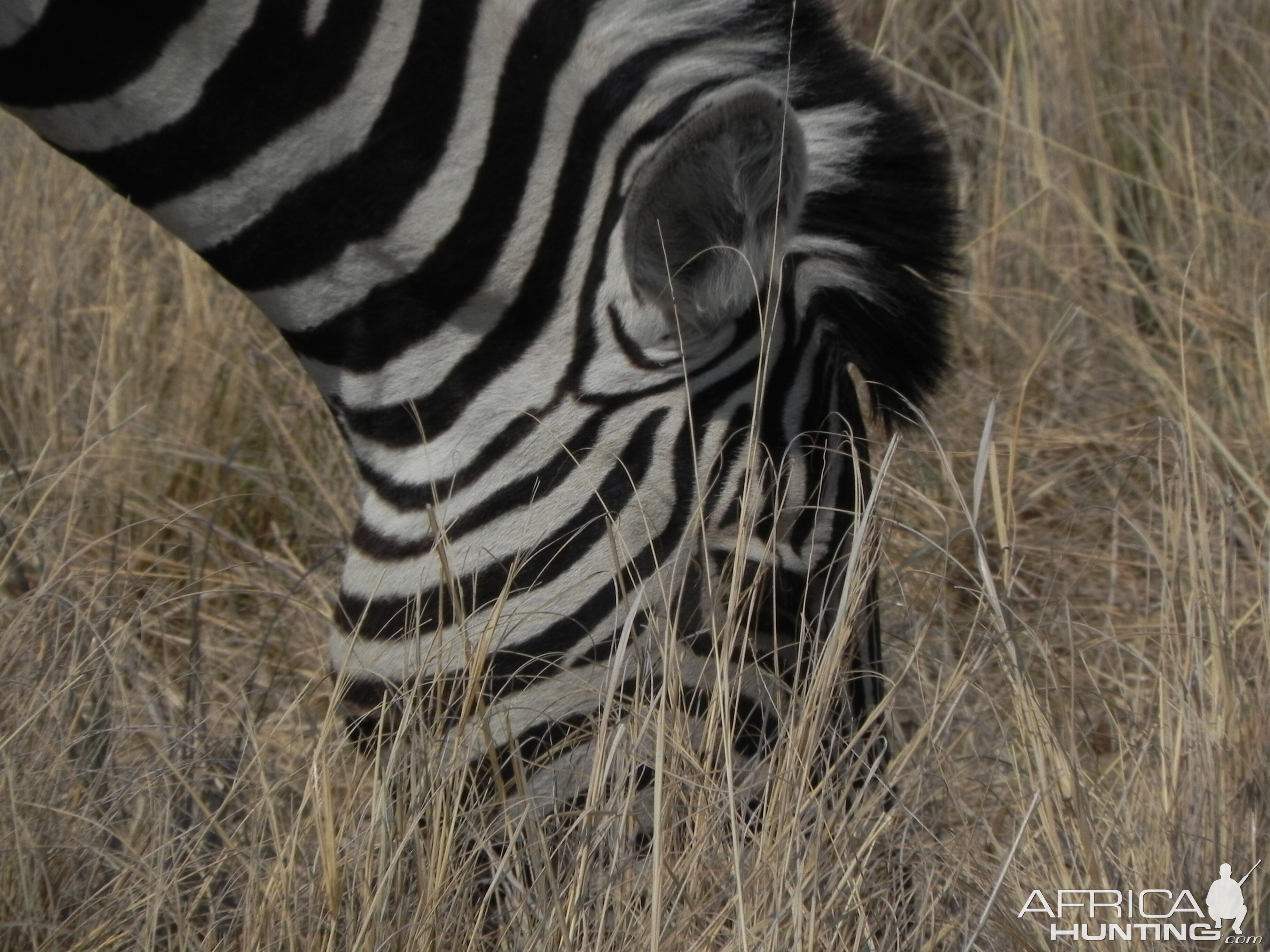 Zebra Etosha Namibia