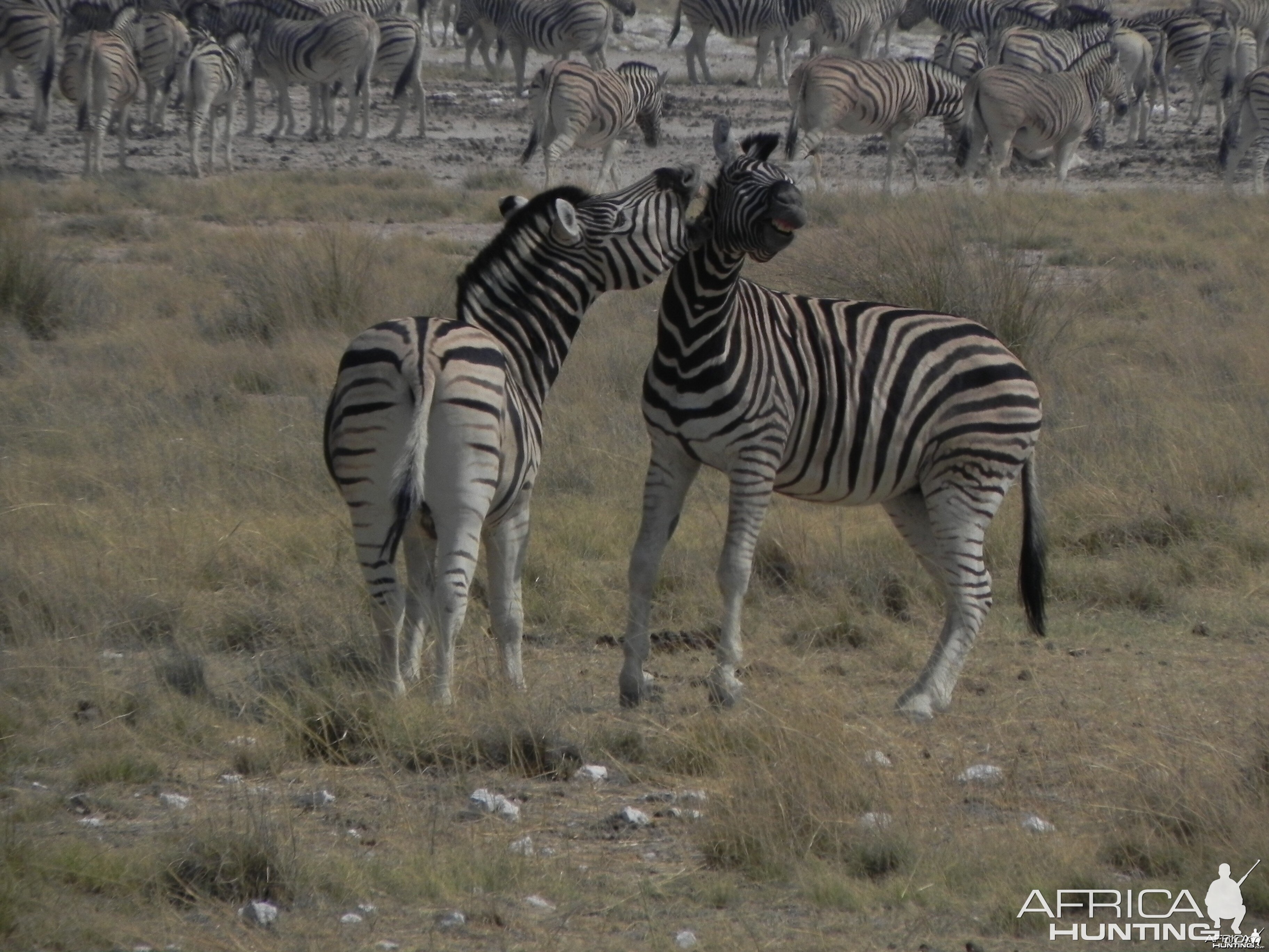 Zebra Etosha Namibia