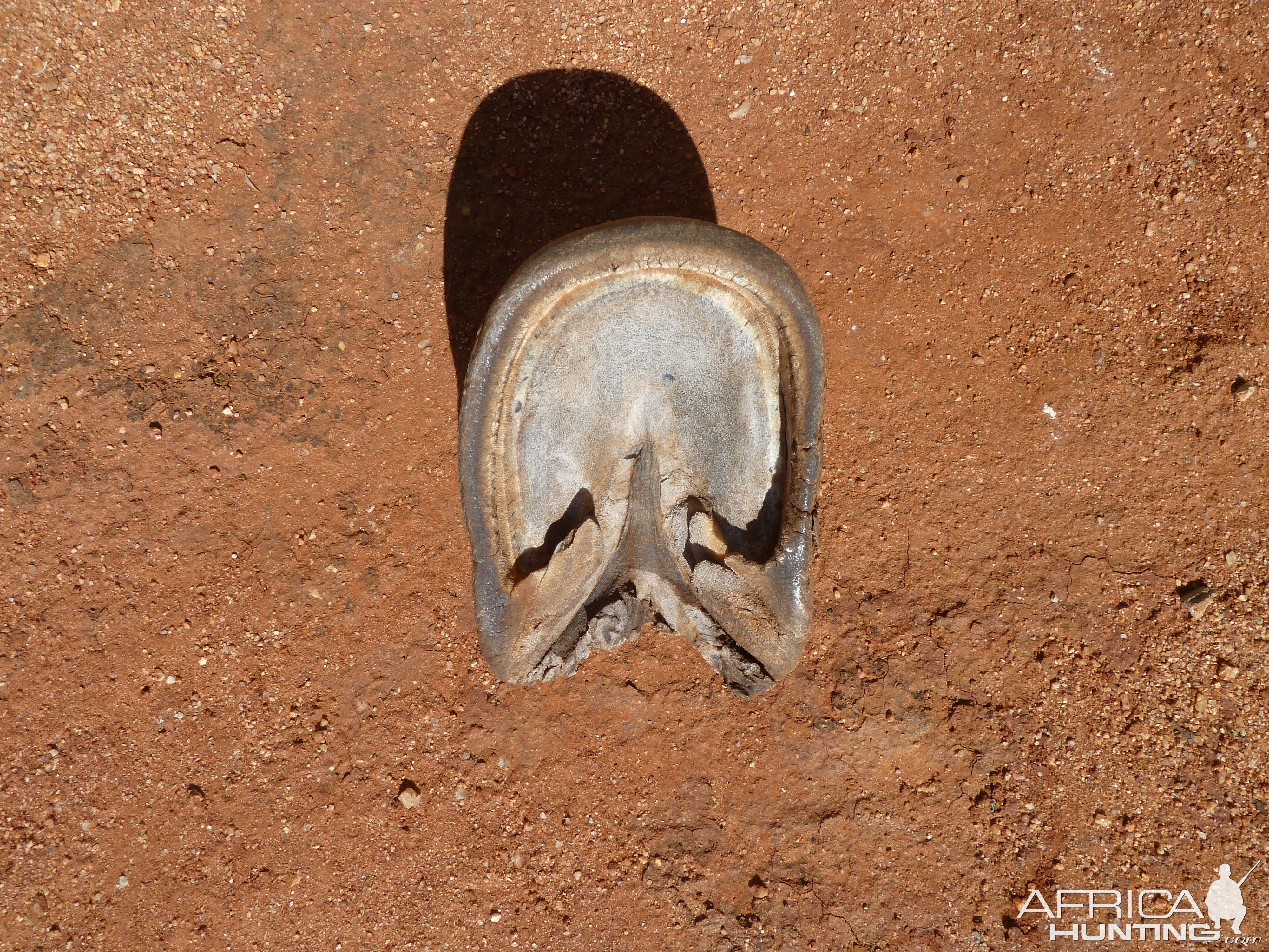 Zebra Hoof