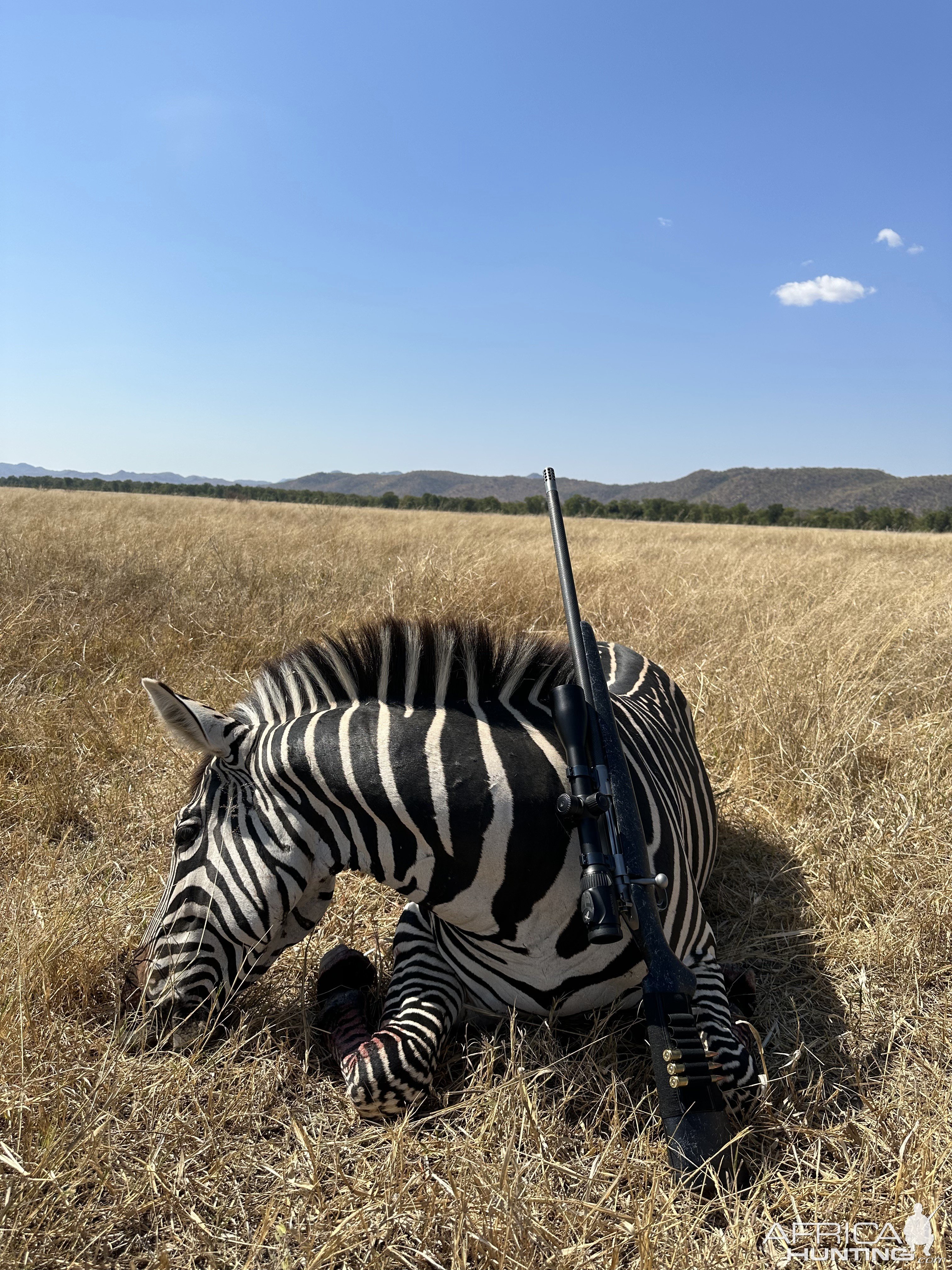 Zebra Hunt Charara Zimbabwe