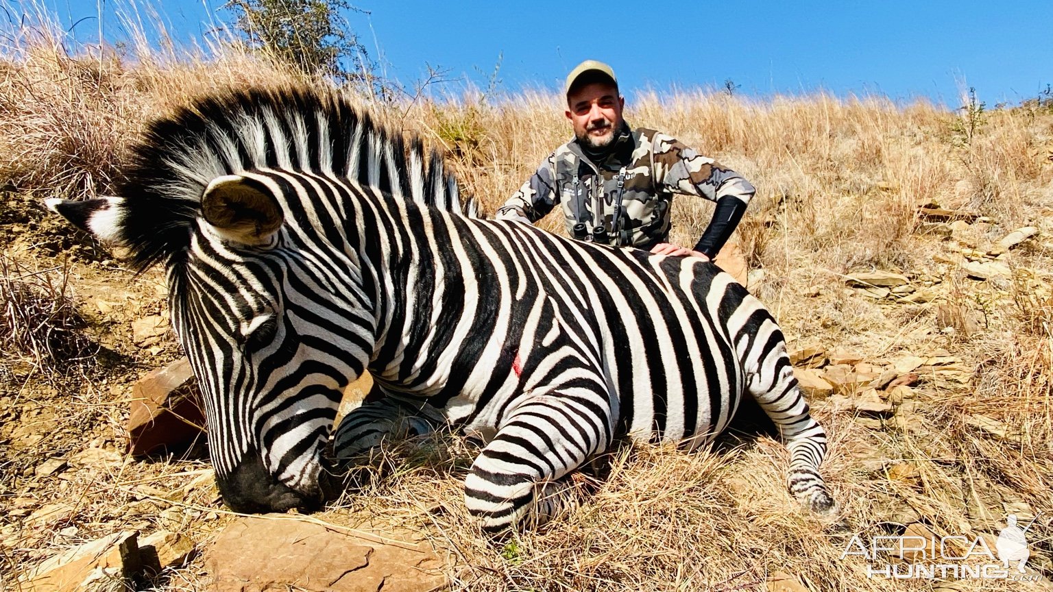 Zebra Hunt Eastern Cape South Africa