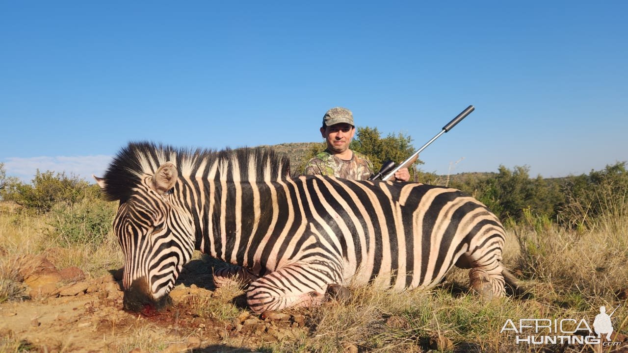 Zebra Hunt Eastern Cape South Africa