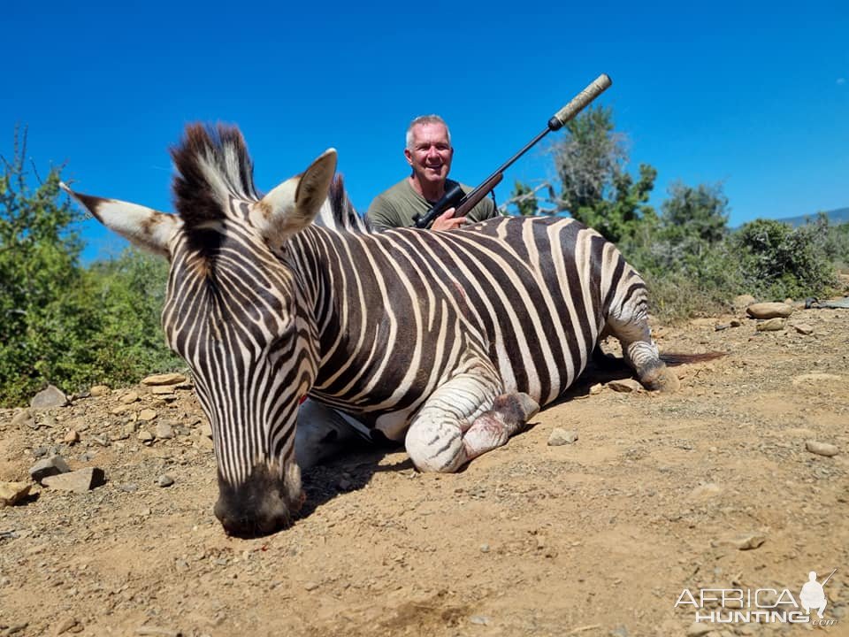 Zebra Hunt Eastern Cape South Africa