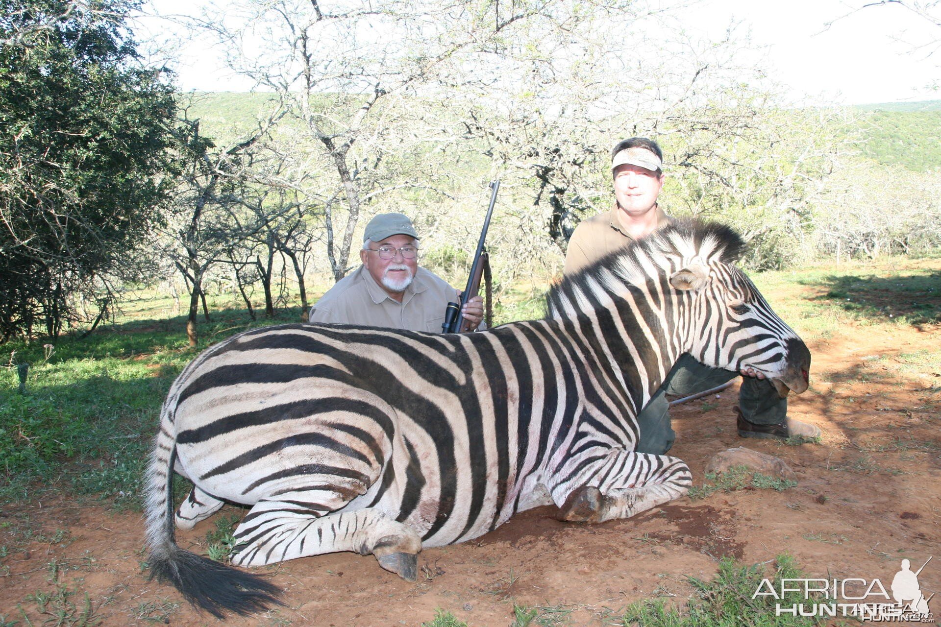 Zebra hunt in South Africa