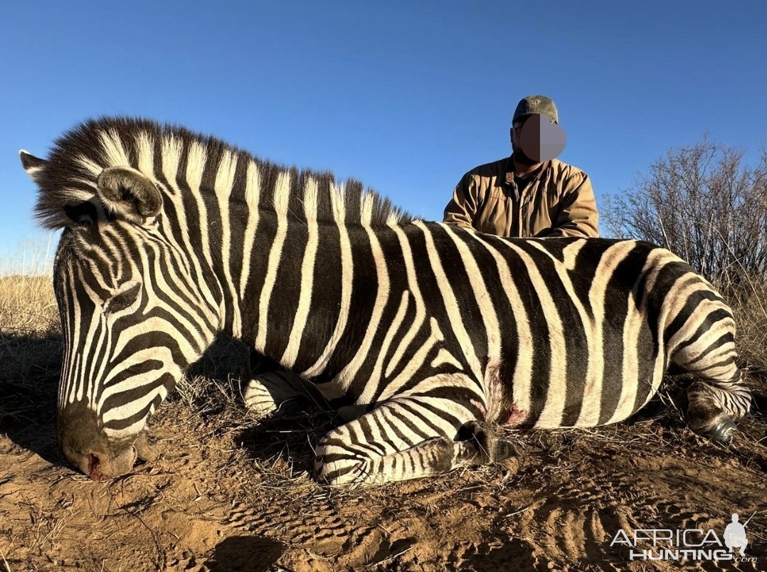 Zebra Hunt Kalahari South Africa