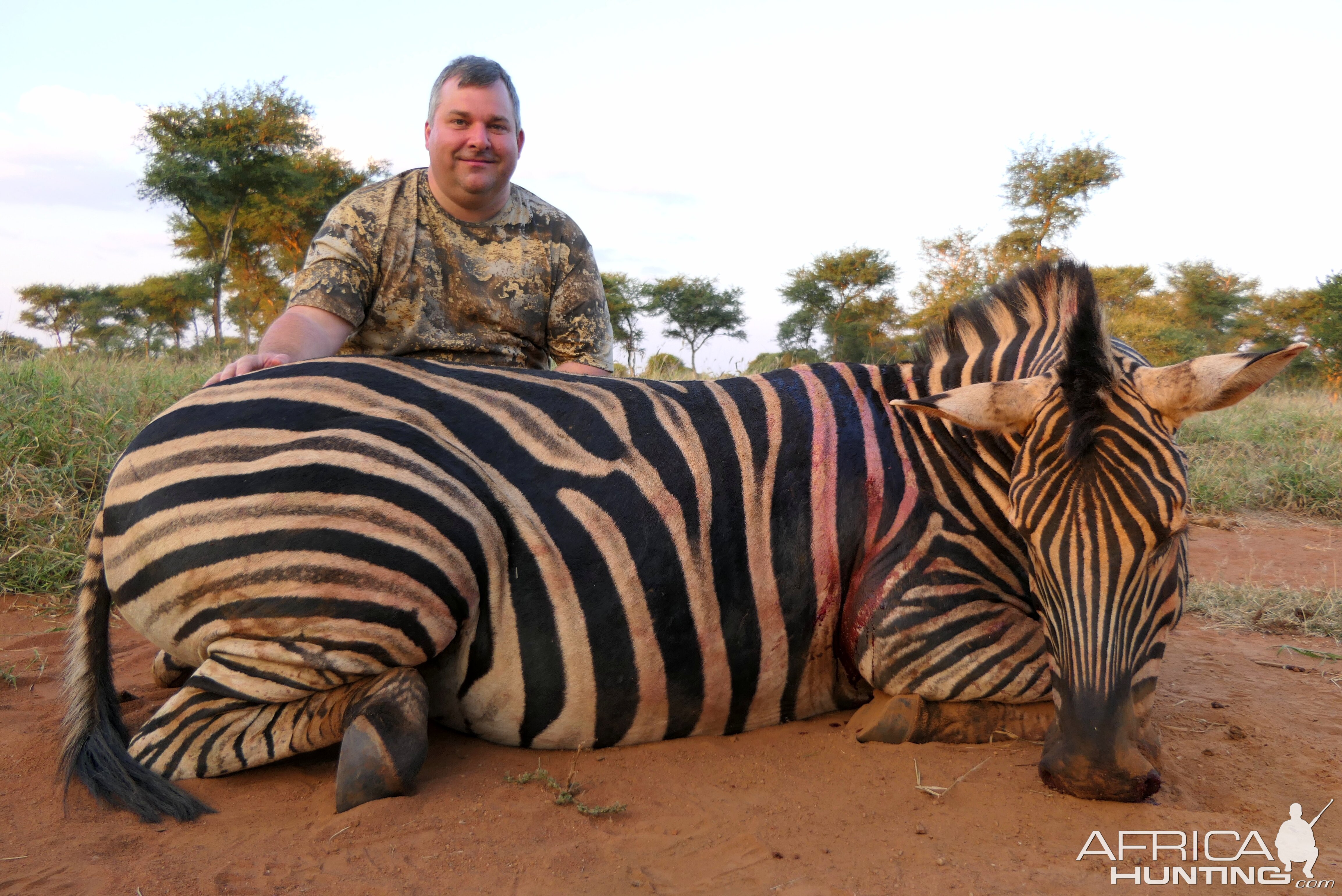 Zebra Hunt Limpopo South Africa