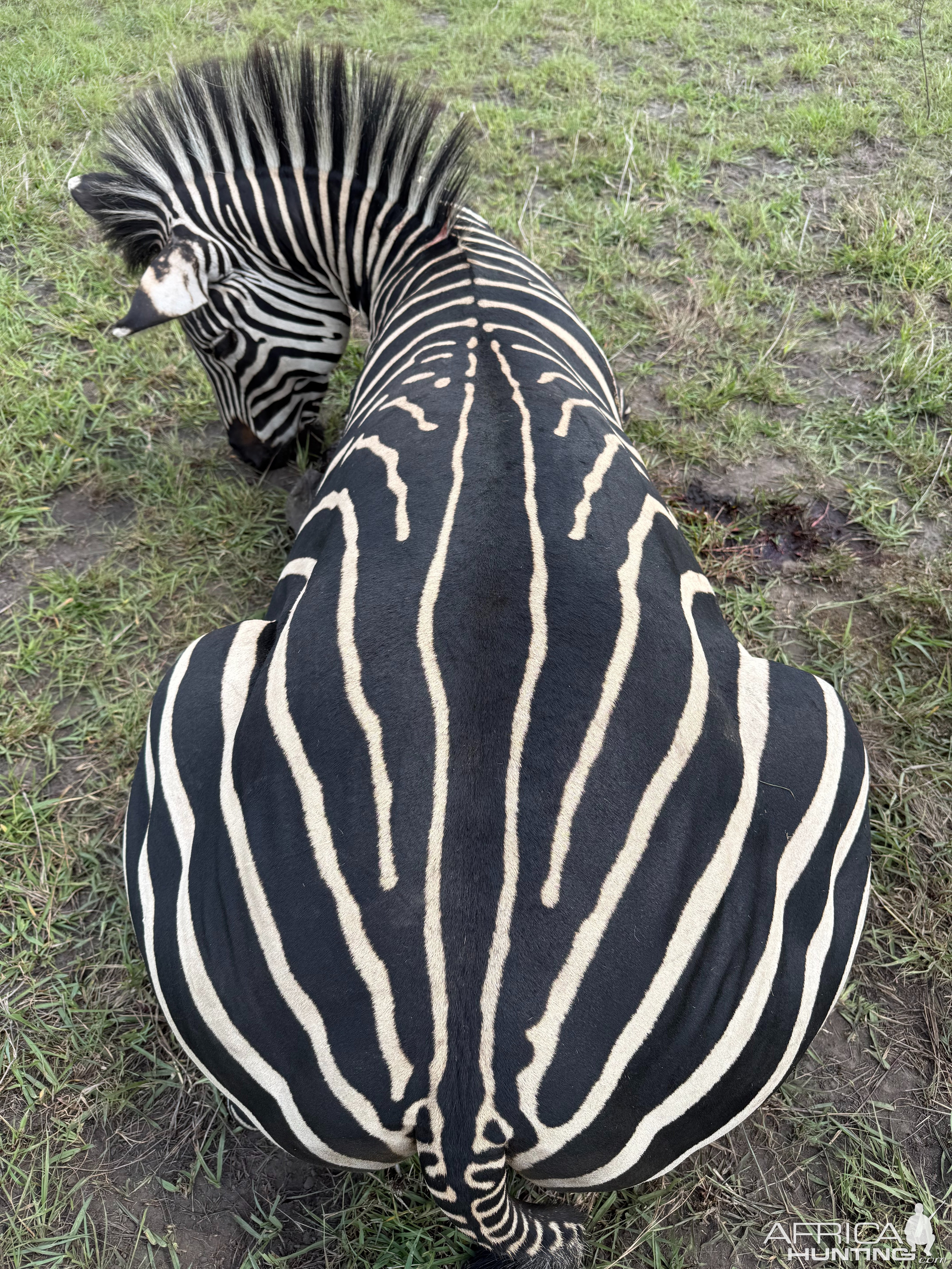 Zebra Hunt Mozambique