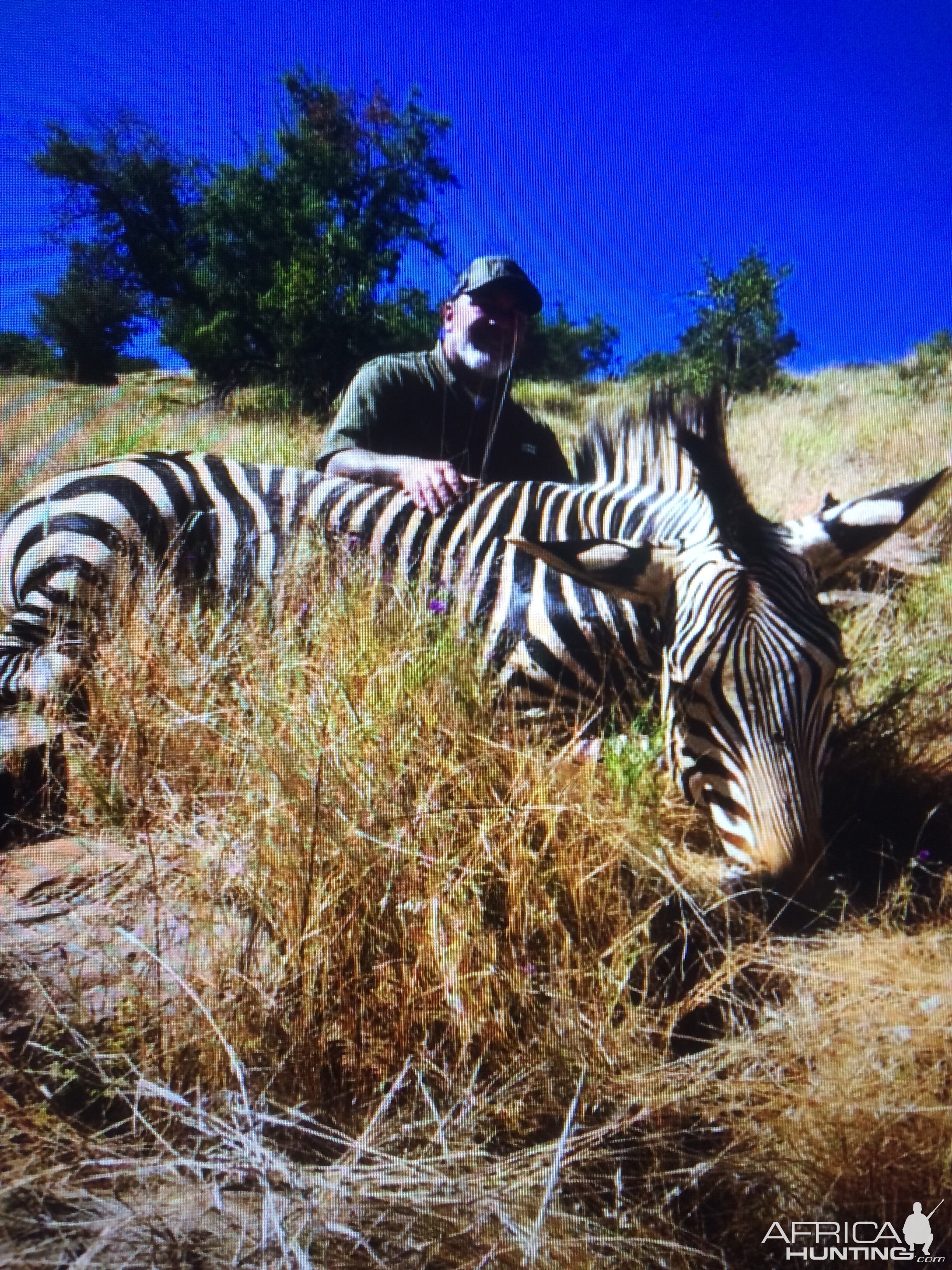 Zebra Hunt Namibia