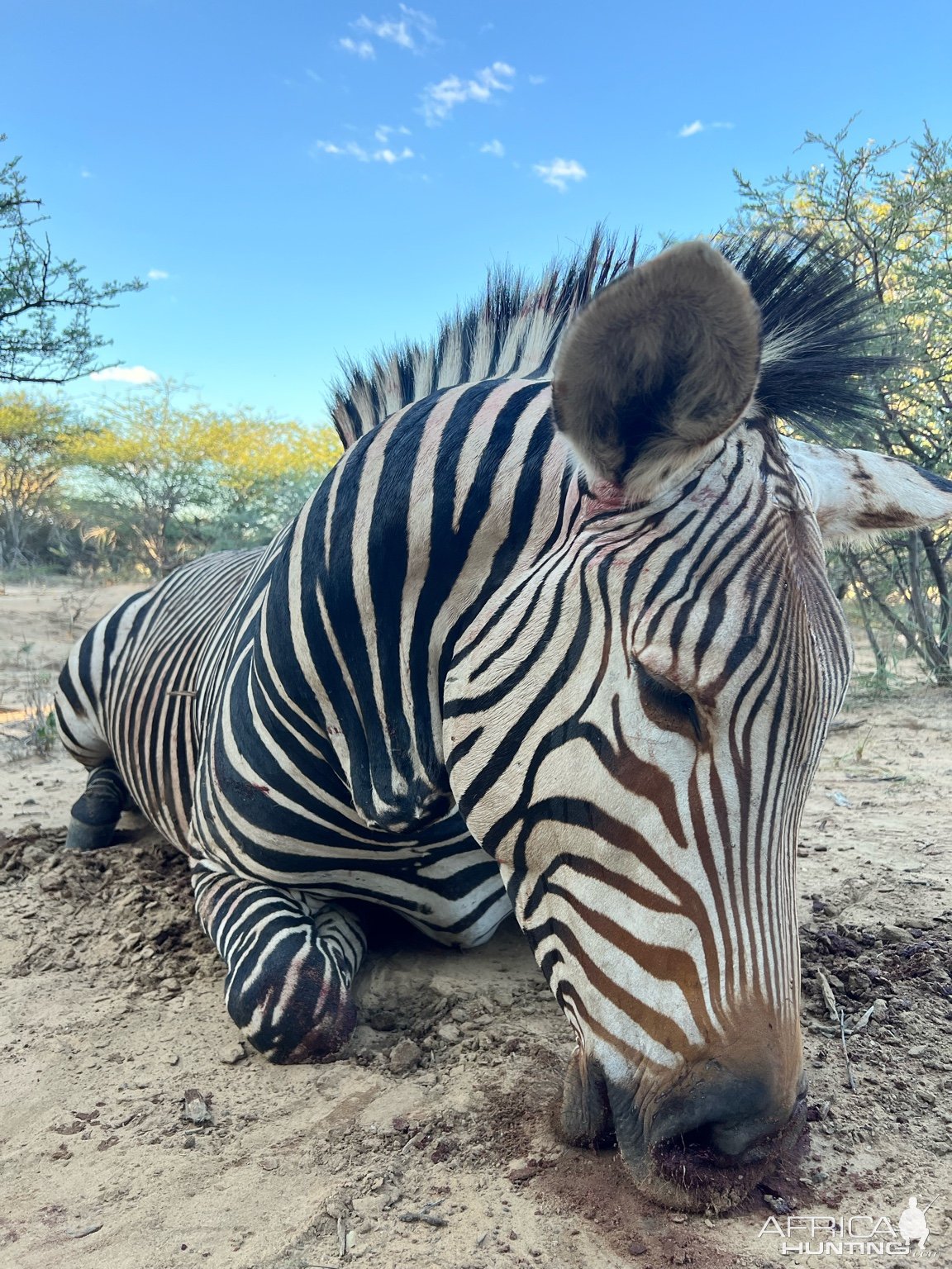 Zebra Hunt Namibia