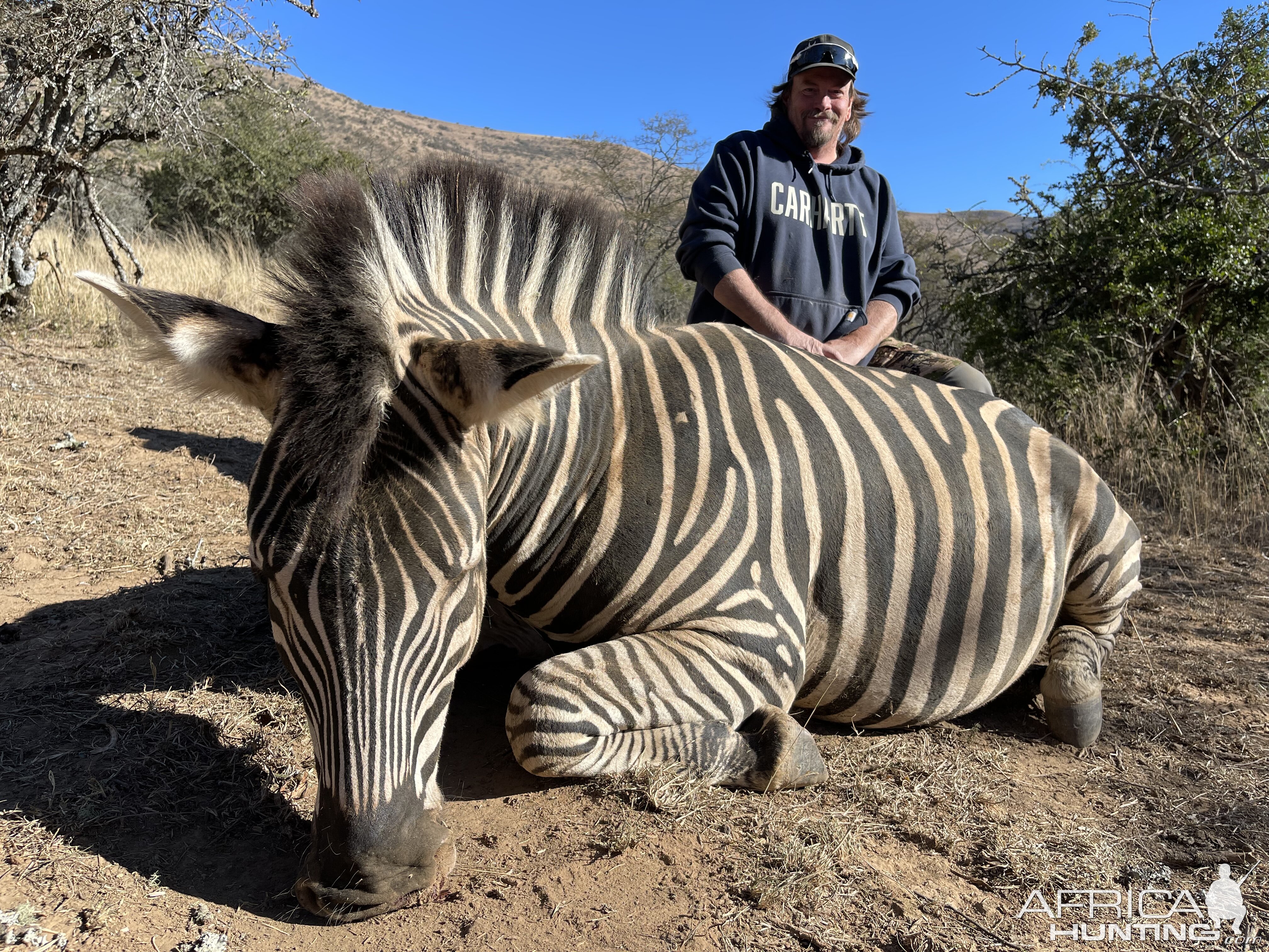 Zebra Hunt South Africa