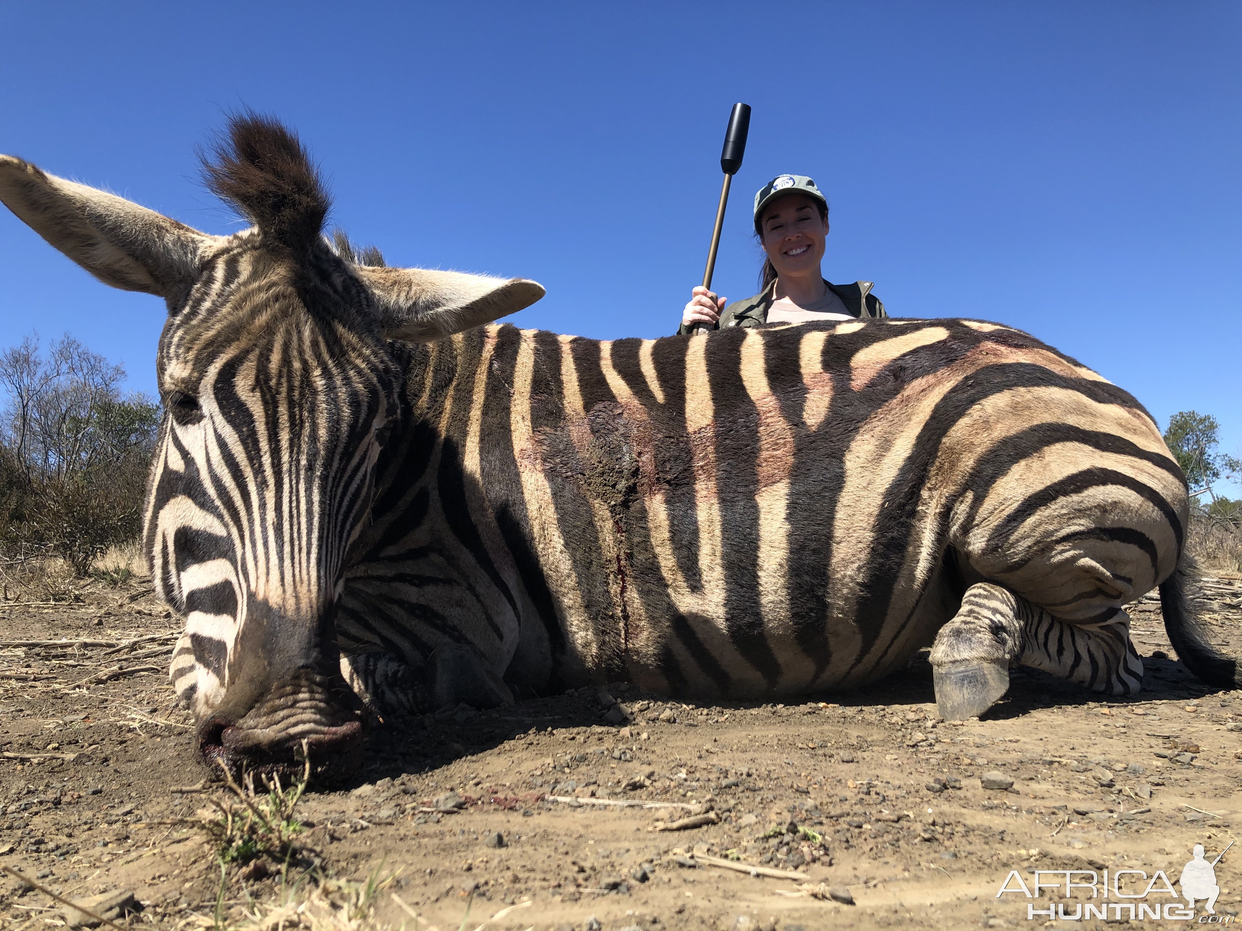 Zebra Hunt South Africa