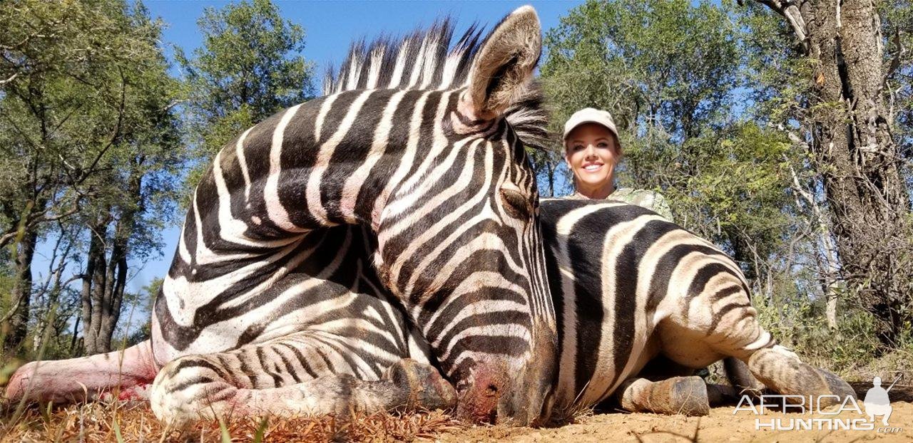 Zebra Hunt South Africa