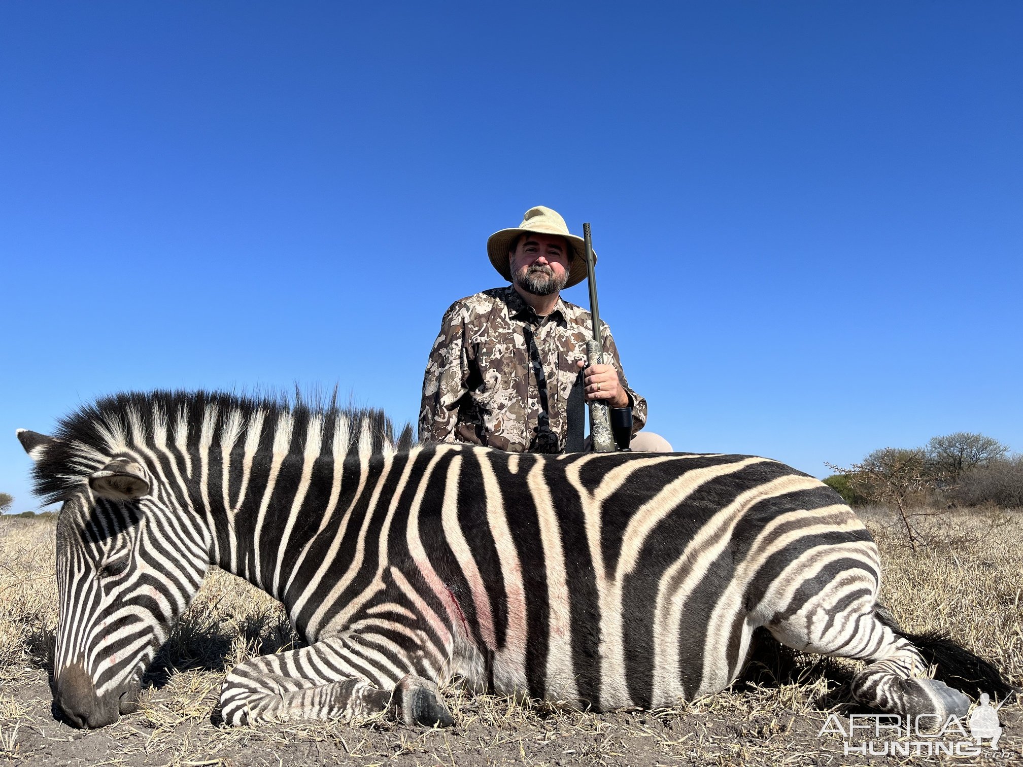 Zebra Hunt South Africa