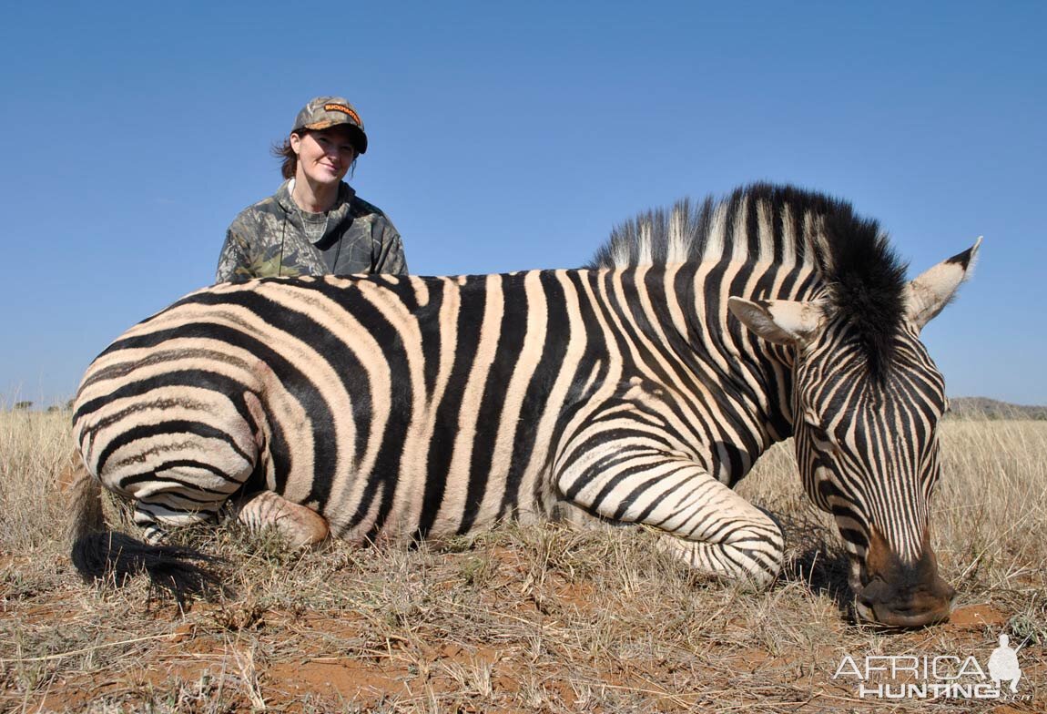 Zebra Hunt South Africa